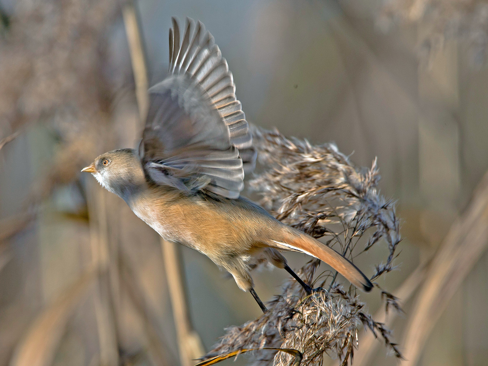 Bartmeise (Panurus biarmicus), Weibchen