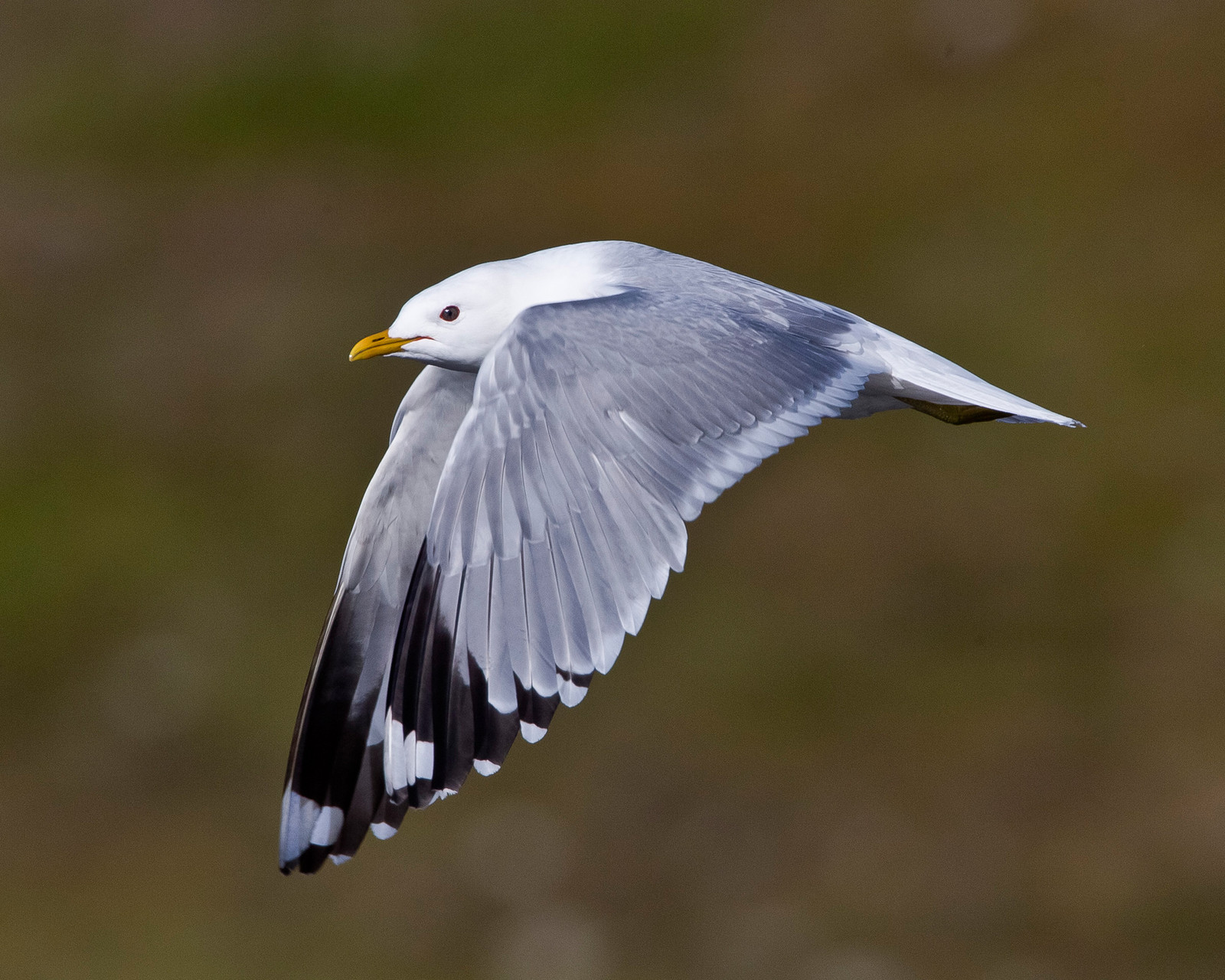 Sturmmöwe, Varanger, Norwegen