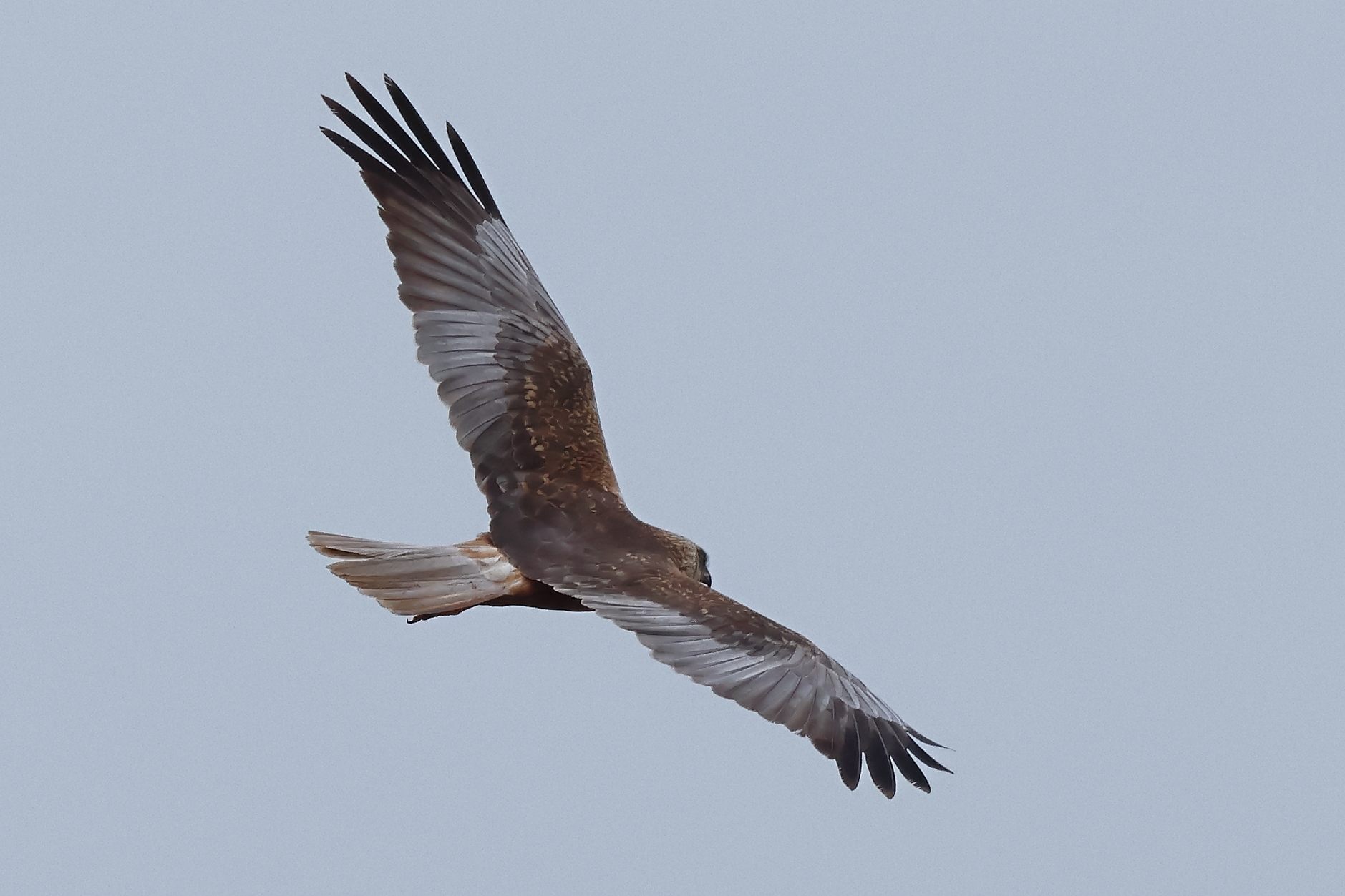 ... im Flug
