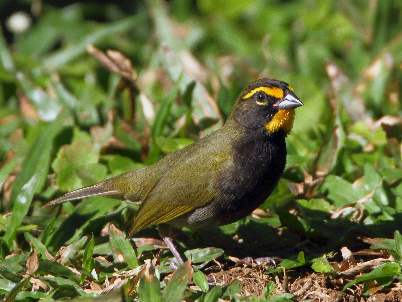 ... und die Goldbraue (Yellow-faced Grassquit).