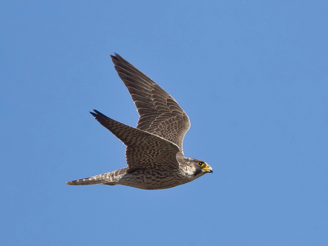 Ein junger Wanderfalke rauscht im Tiefflug vorbei