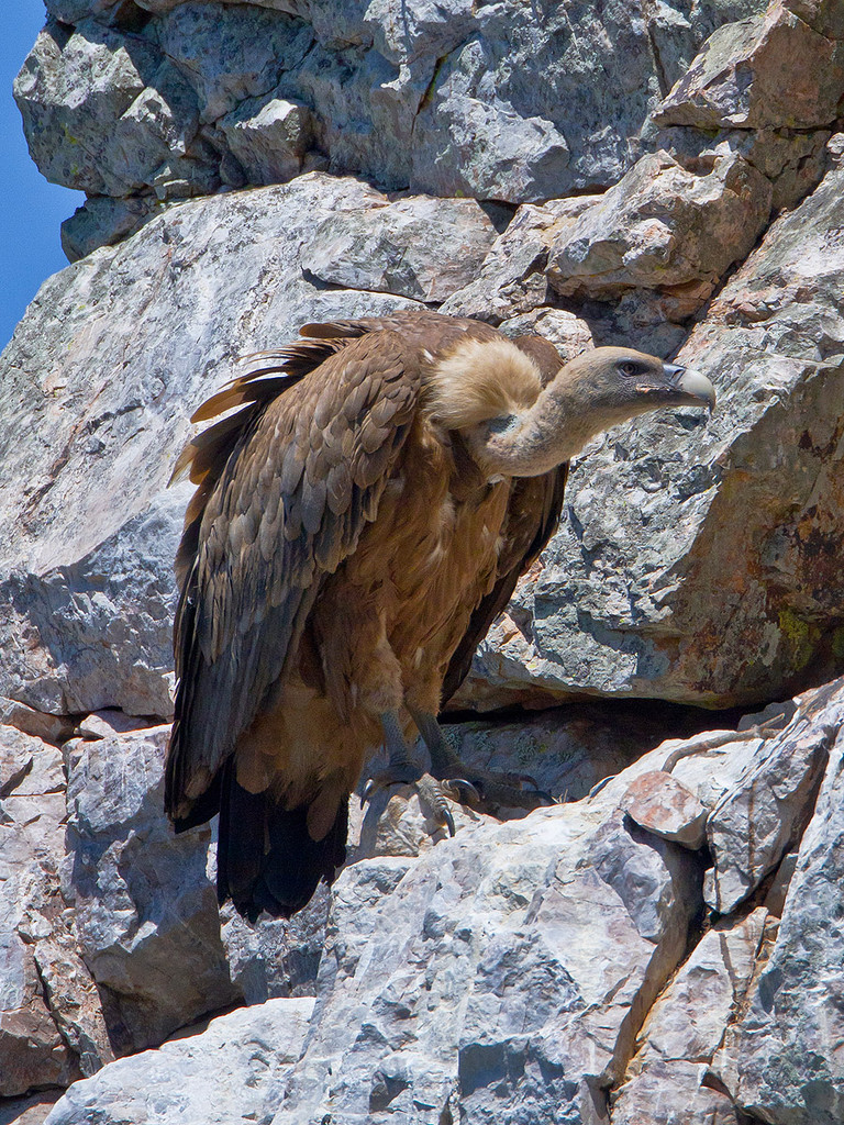 Gänsegeier beim Salto del Gitano