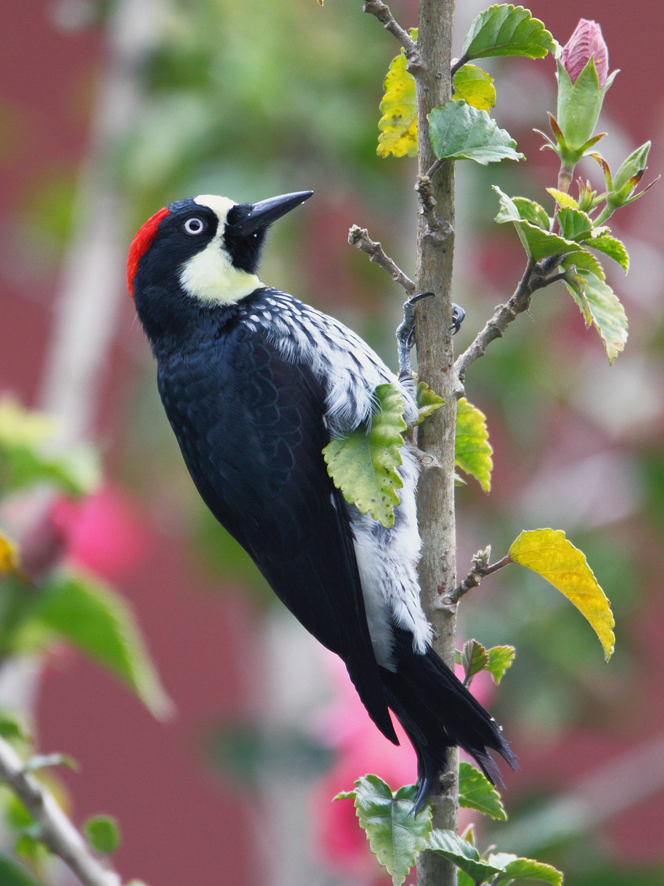 Zur Vogelwelt um die Savegre Lodge gehören der Eichelspecht...