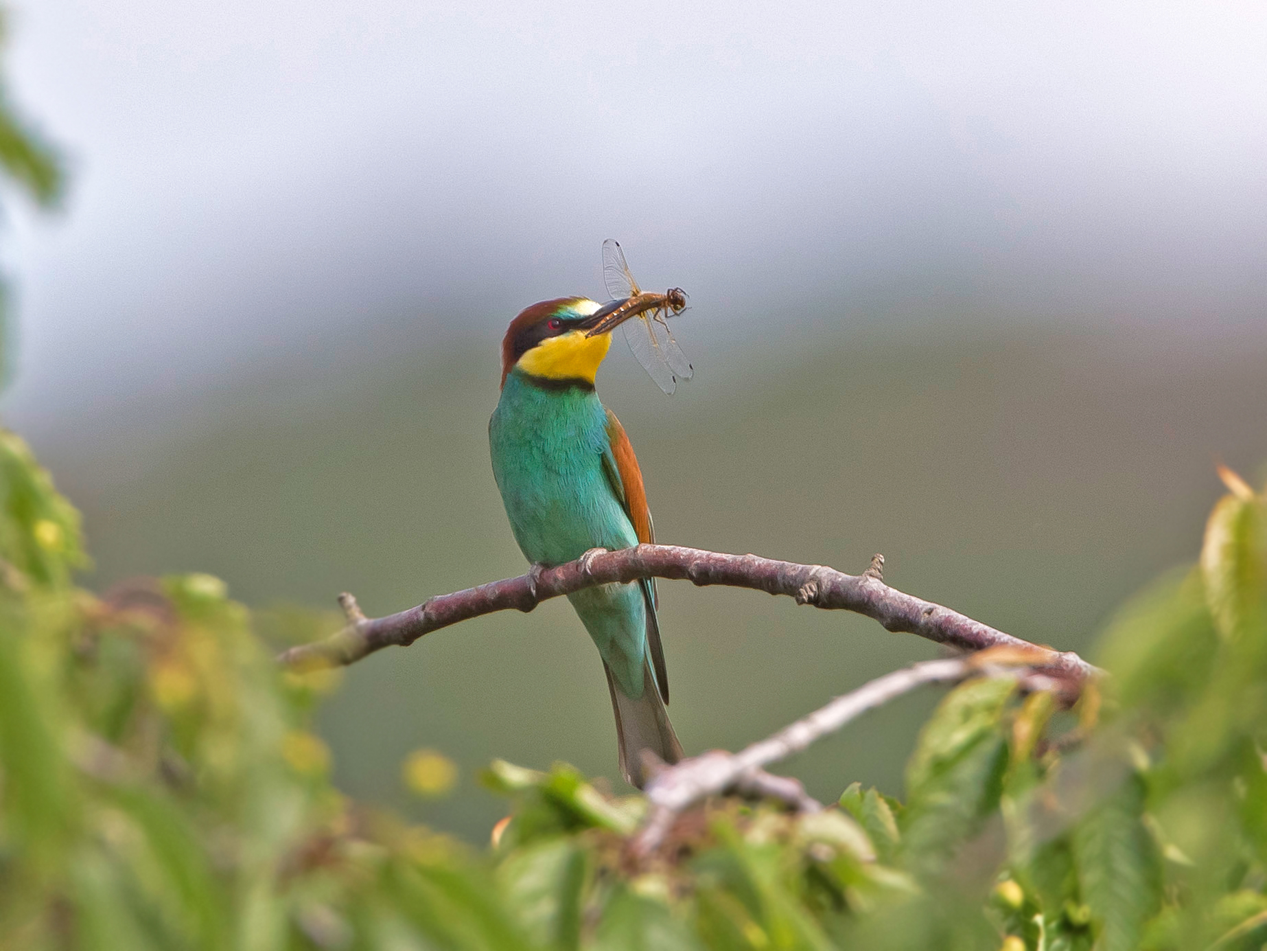 Die Männchen bringen Brautgeschenke in Form von Gross-Insekten wie Libellen, Käfer und Bienen.