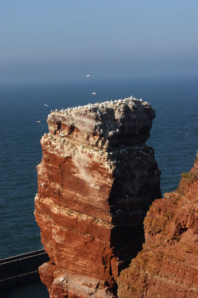 Auf der "Langen Anna", dem Wahrzeichen von Helgoland, sind zahlreiche Basstölpel zu beobachten.