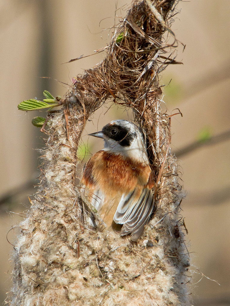 Beutelmeise beim Nestbau, Biebrza-Nationalpark, Polen