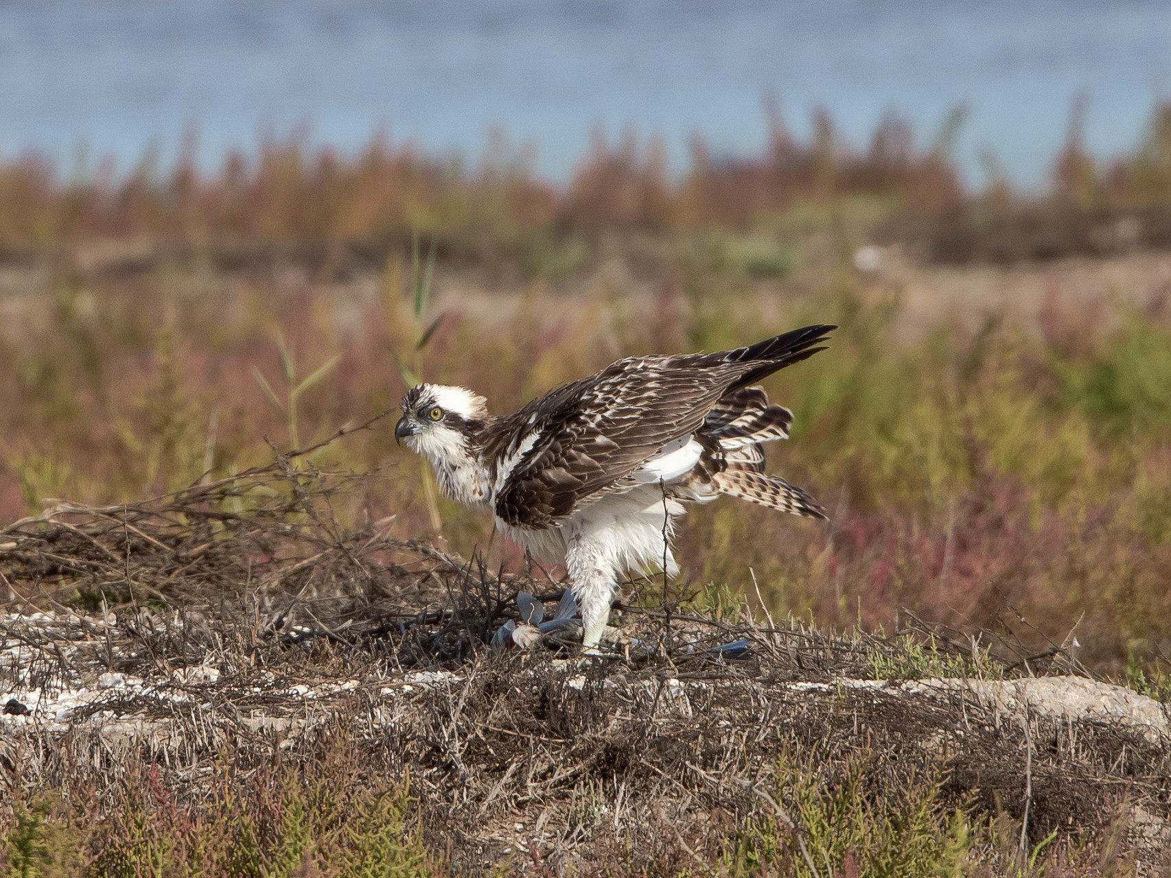 ... dabei setzt er sich direkt vor einen der Hides in Albufera.
