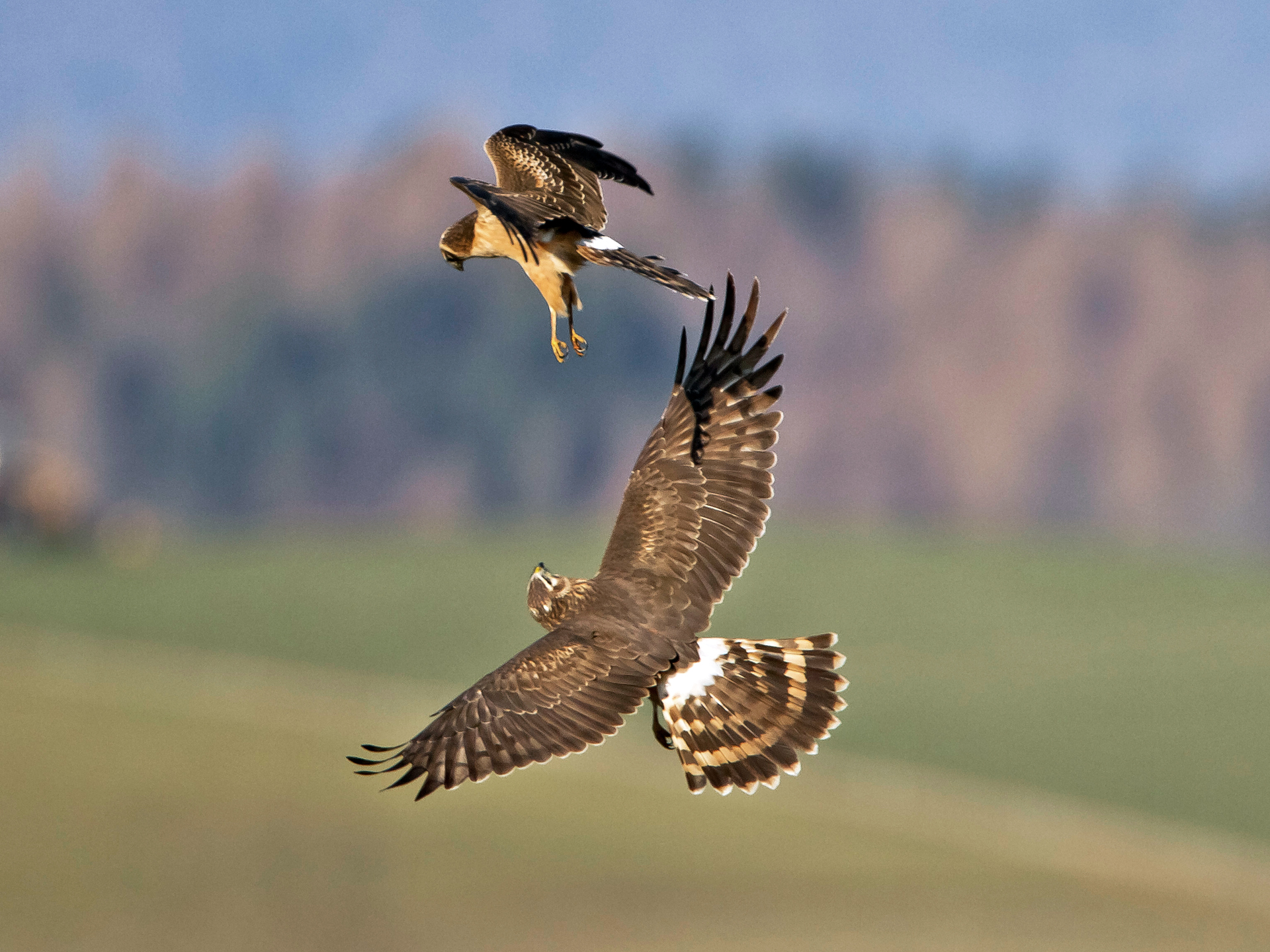 Steppenweihe (oben) im Luftkampf mit Kornweihe, Müntschemier, Schweiz