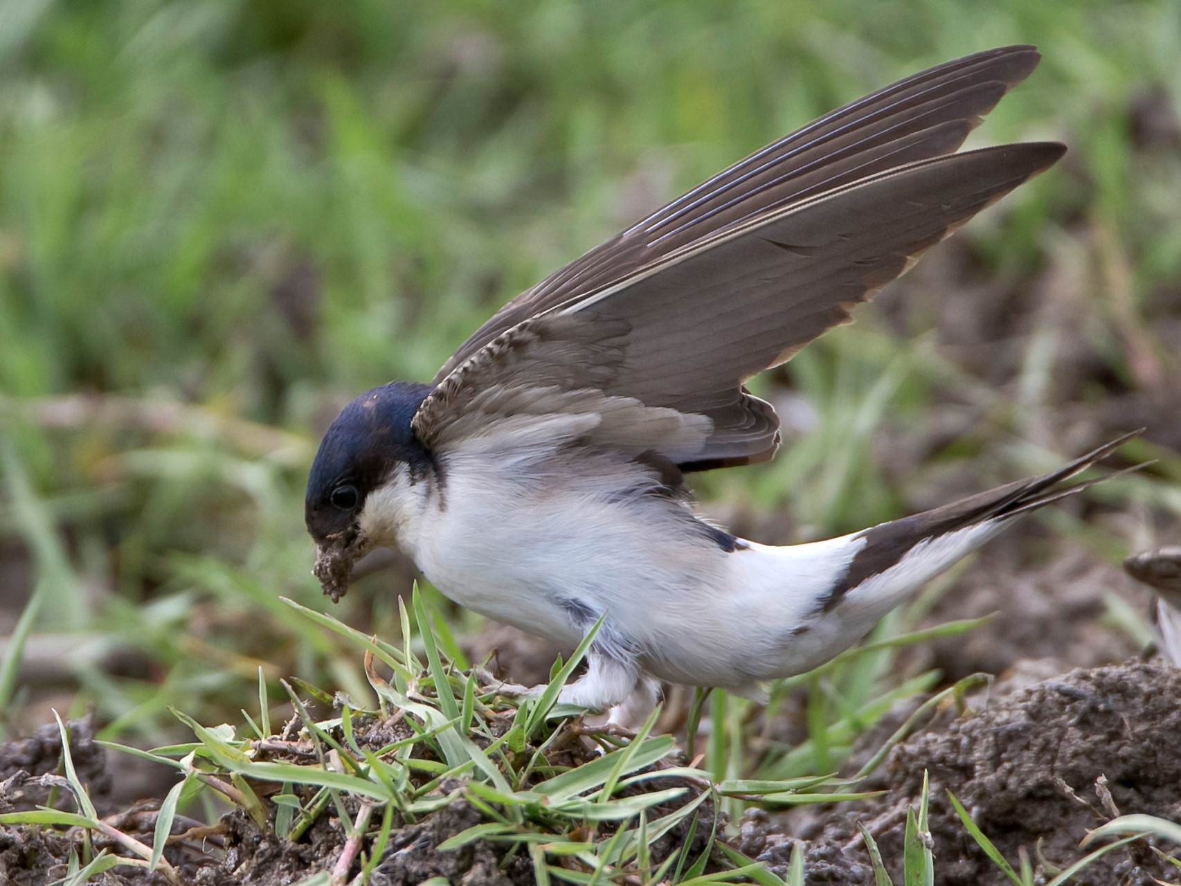 Mehlschwalbe sammelt Nestbaumaterial