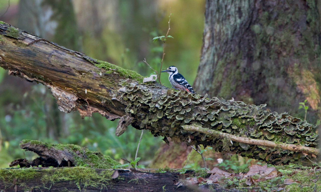 Typisch Bialowieza: Totholz mit Weissrückenspecht