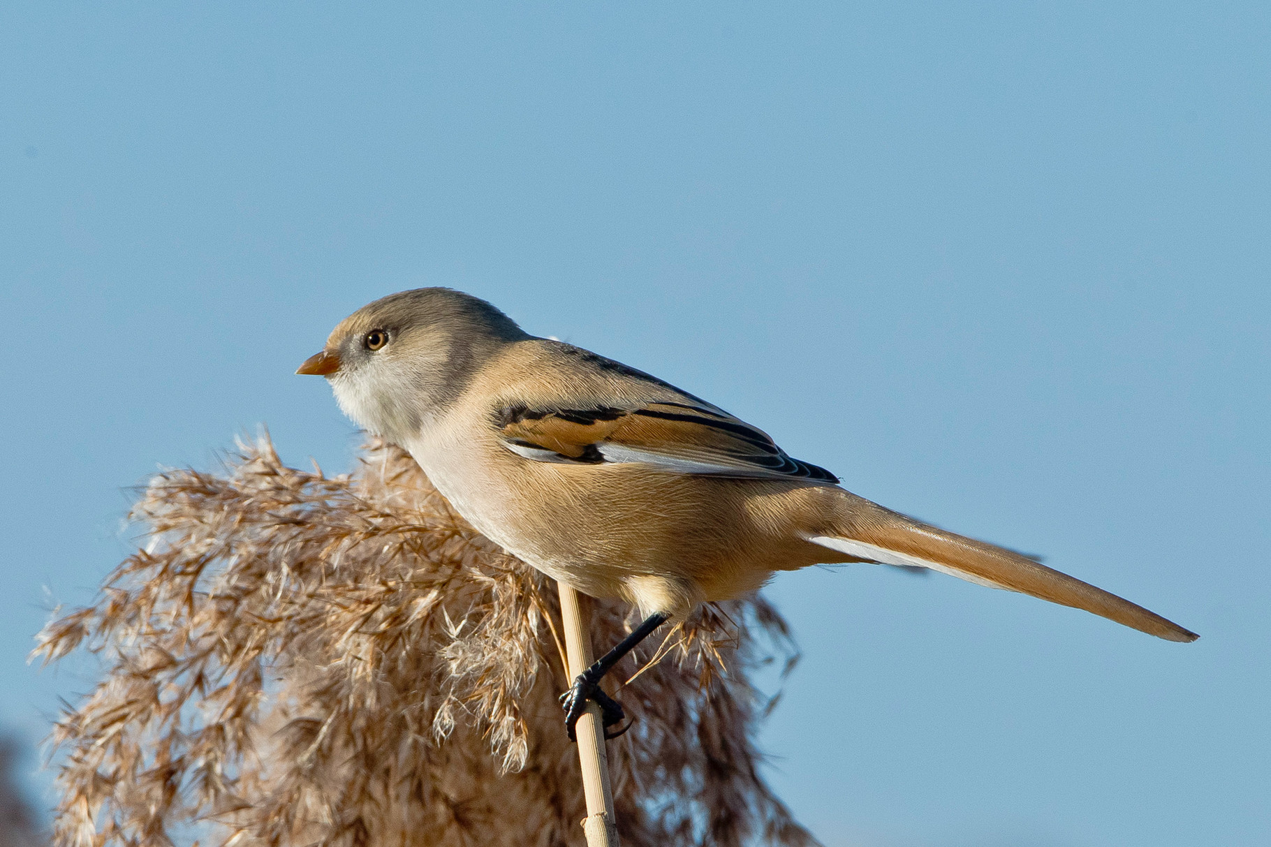 Bartmeise (Panurus biarmicus), Weibchen