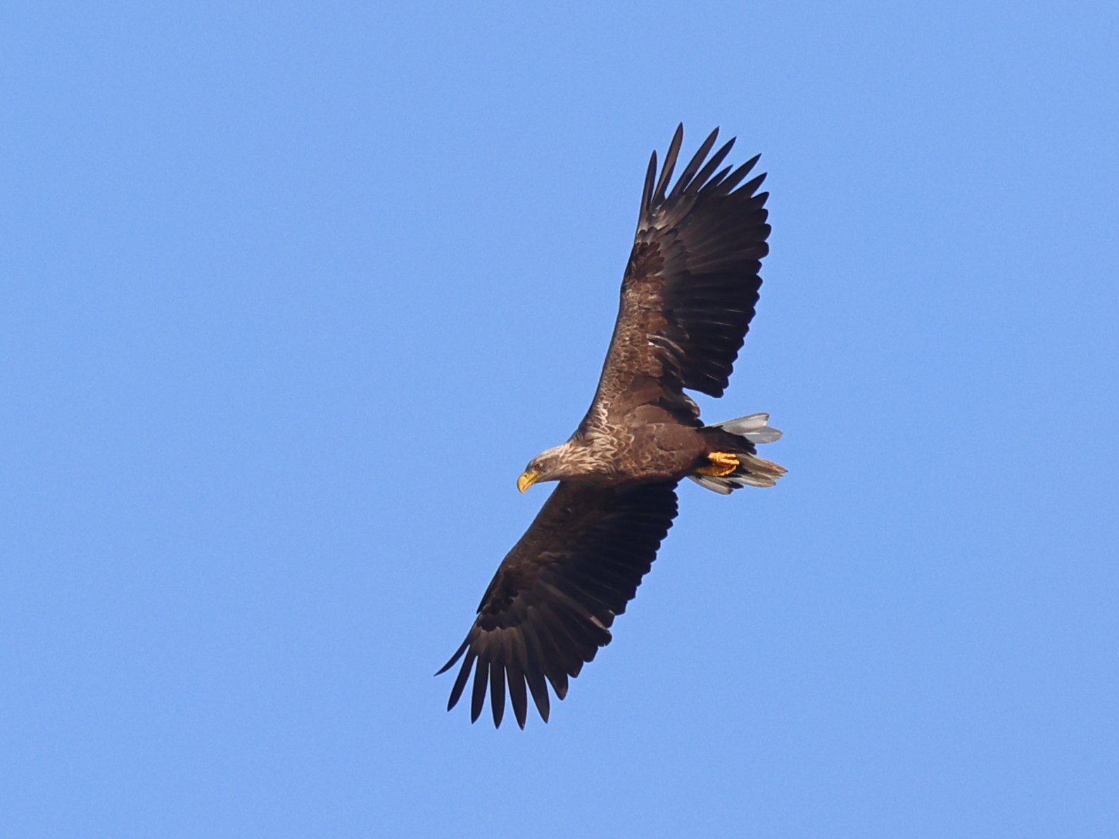 Ein Seeadler zieht seine Runden beim nahen Beobachtungsturm.