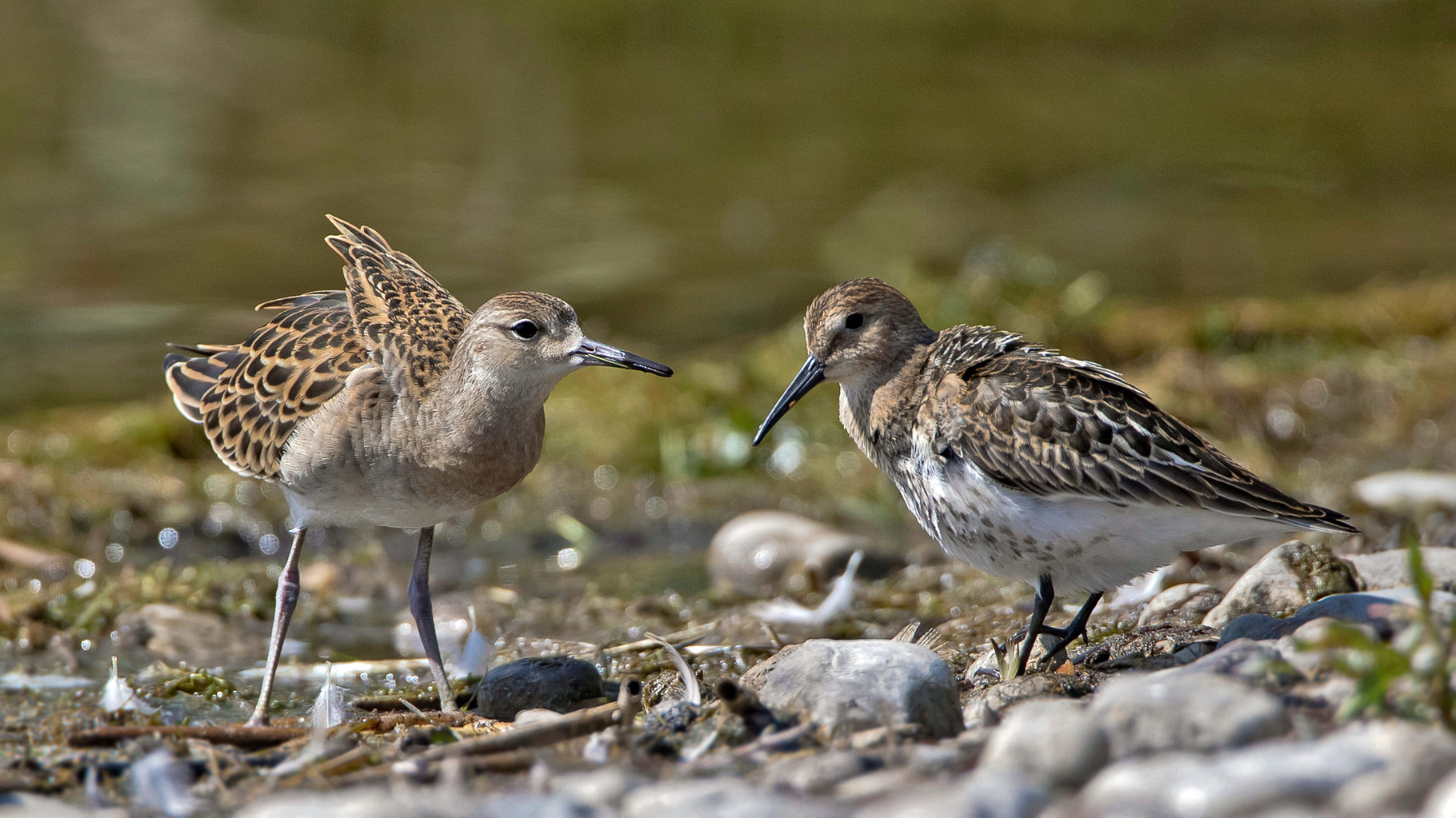 Kampfläufer mit Alpenstrandläufer