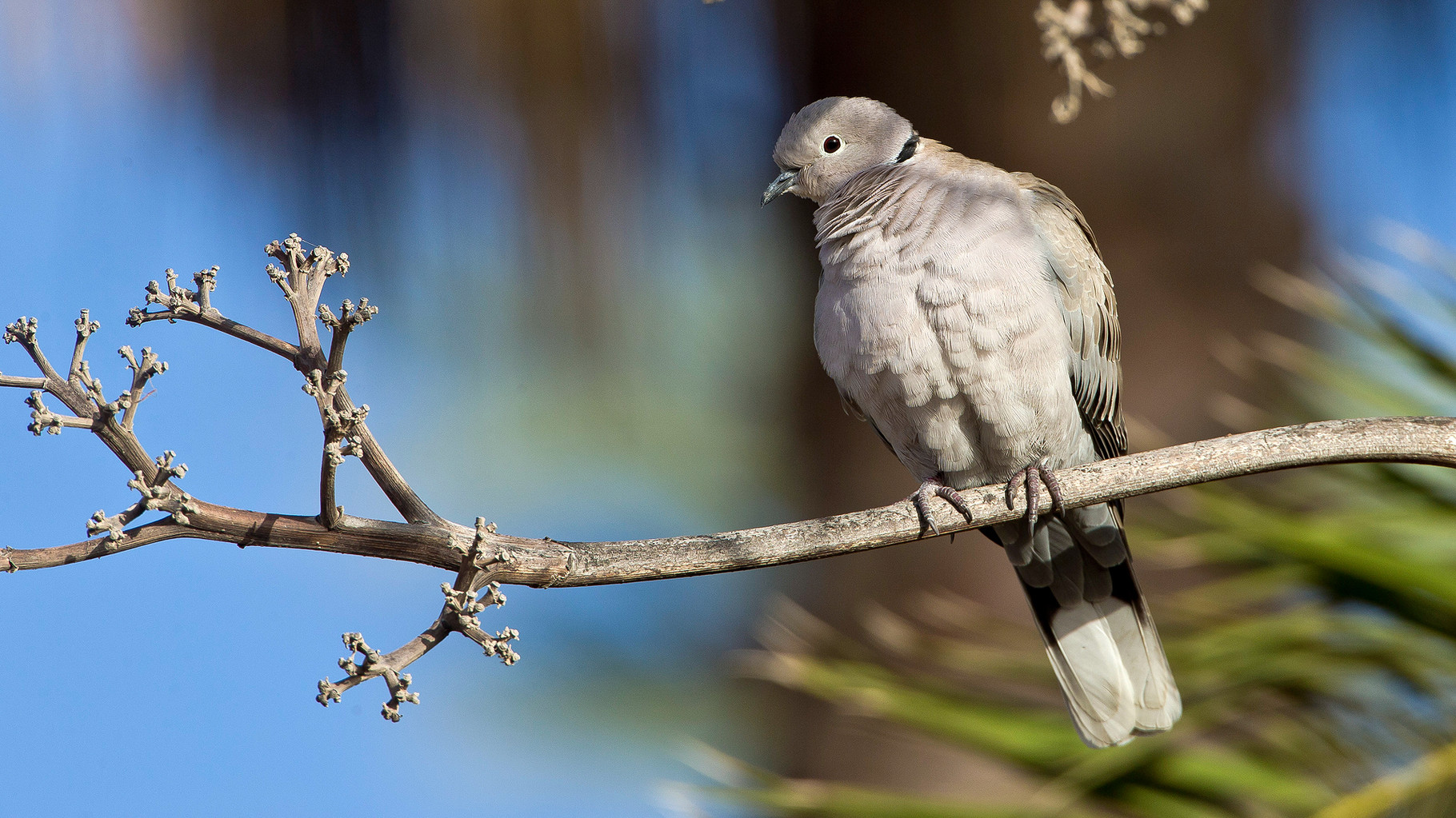 Türkentauben sind die wohl häufigsten Vögel auf der Insel