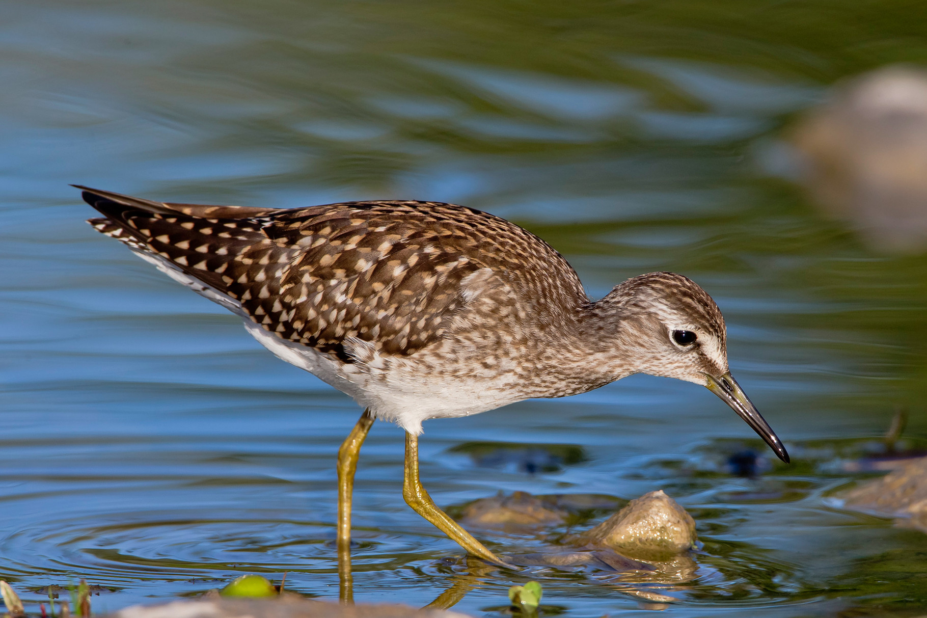 Bruchwasserläufer