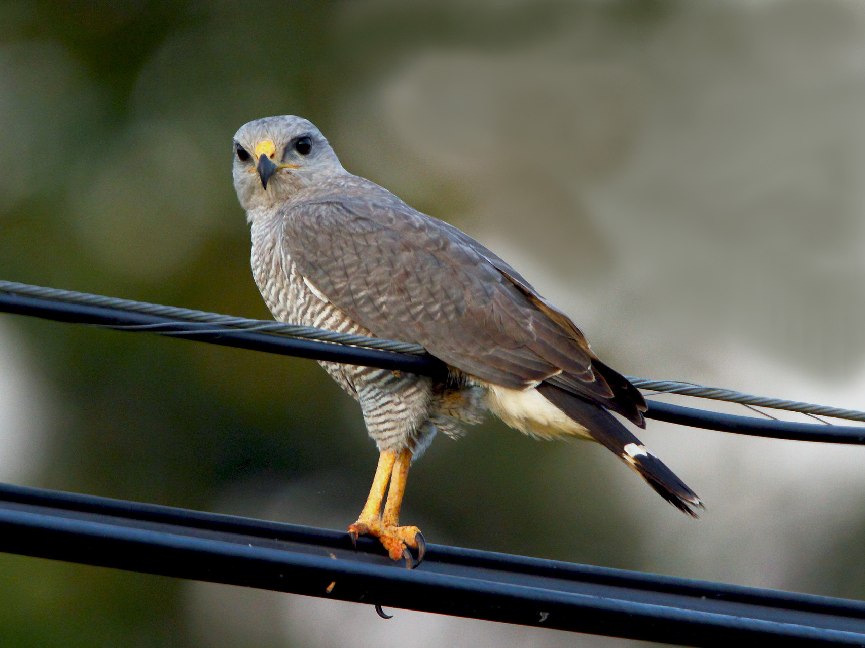 Auf der Weiterfahrt zum Carara Nationalpark, an der Pazifikküste gelegen, treffen wir auf einen Zweibindenbussard...