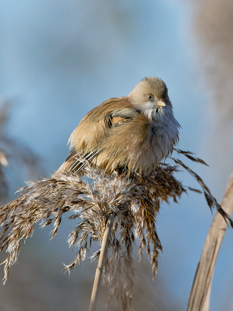 Bartmeise (Panurus biarmicus), Weibchen