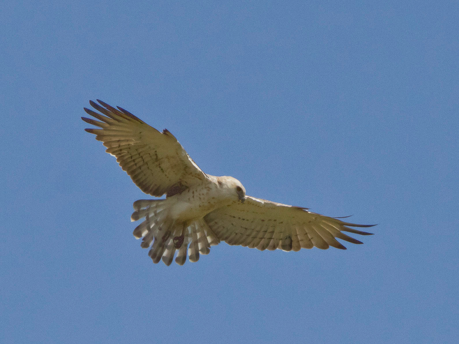 ...ebenso wie ein jagender Schlangenadler