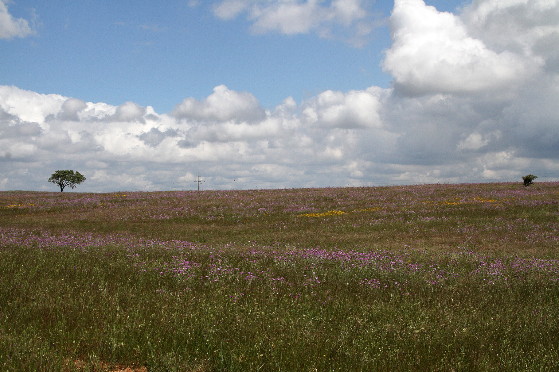 Das Gebiet um Castro Verde (Portugal) ist eine der grössten Grassteppen-Landschaften Europas