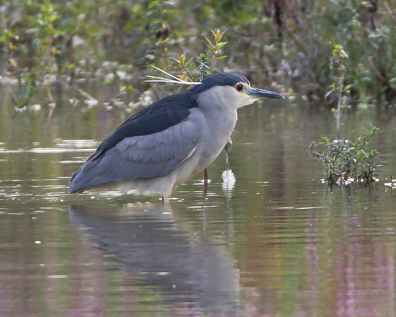 Nachtreiher (Nycticorax nycticorax), im Prachtkleid, Flachsee