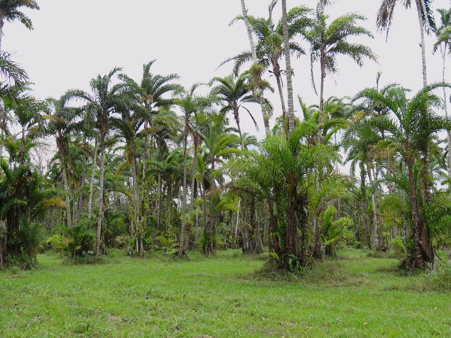 In Turrialba besuchen wir die Biologische Forschungsstation CATIE