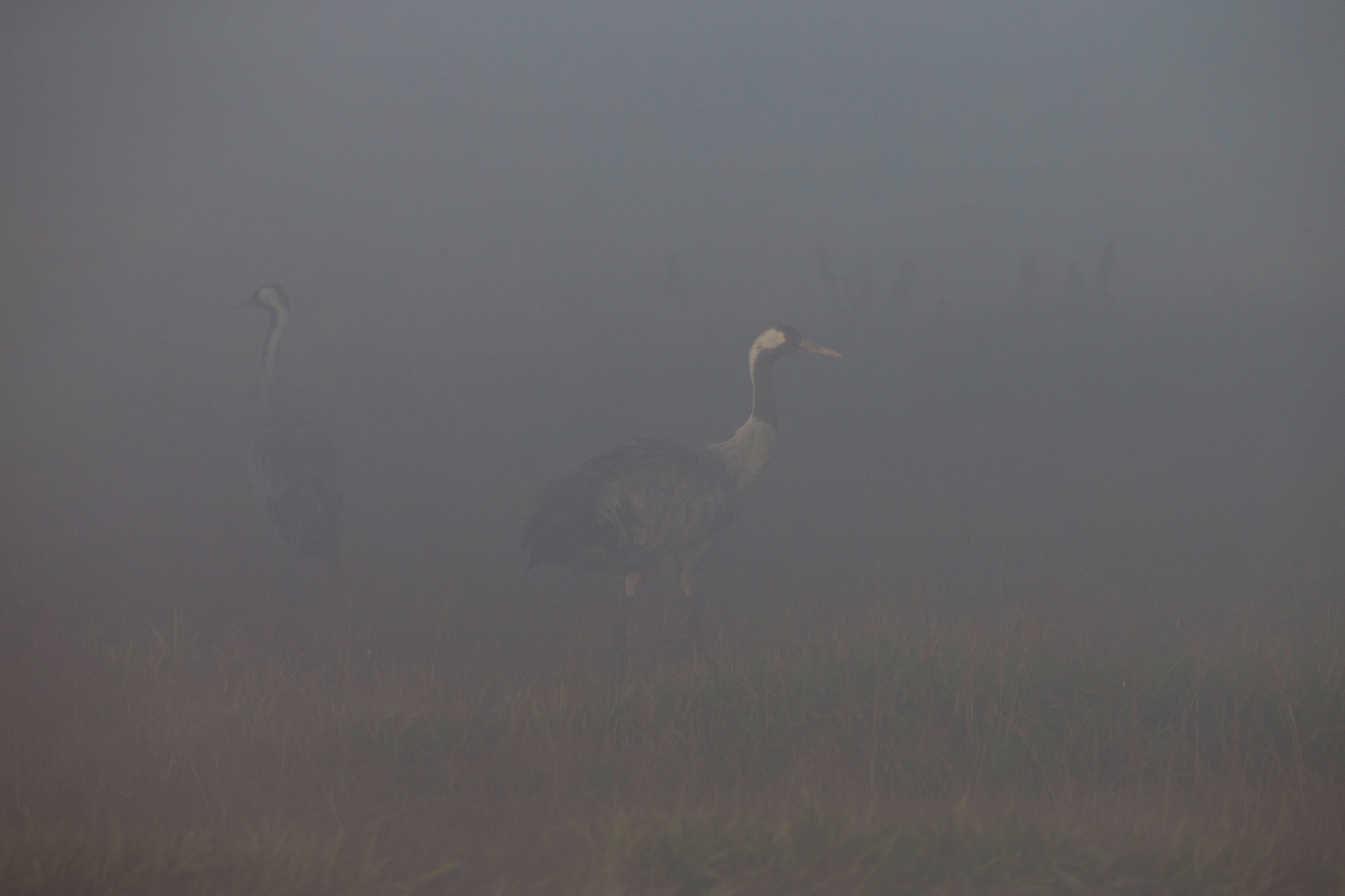 Im dichten Morgennebel sind die Kraniche anfangs kaum zu erkennen