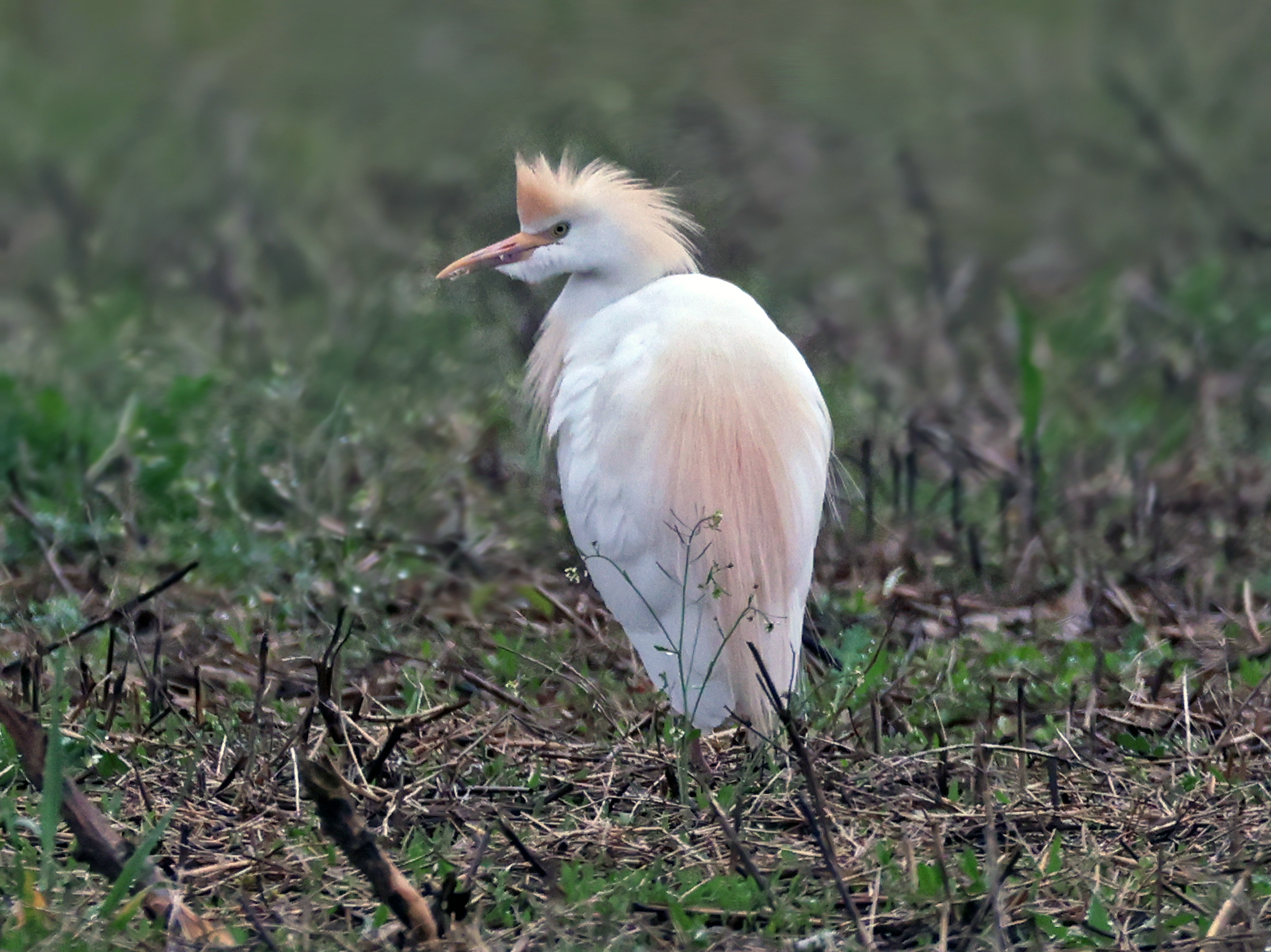 Der 20. April war ein spezieller Tag: am Abend erwartete uns ein Kuhreiher beim Naturzentrum ...