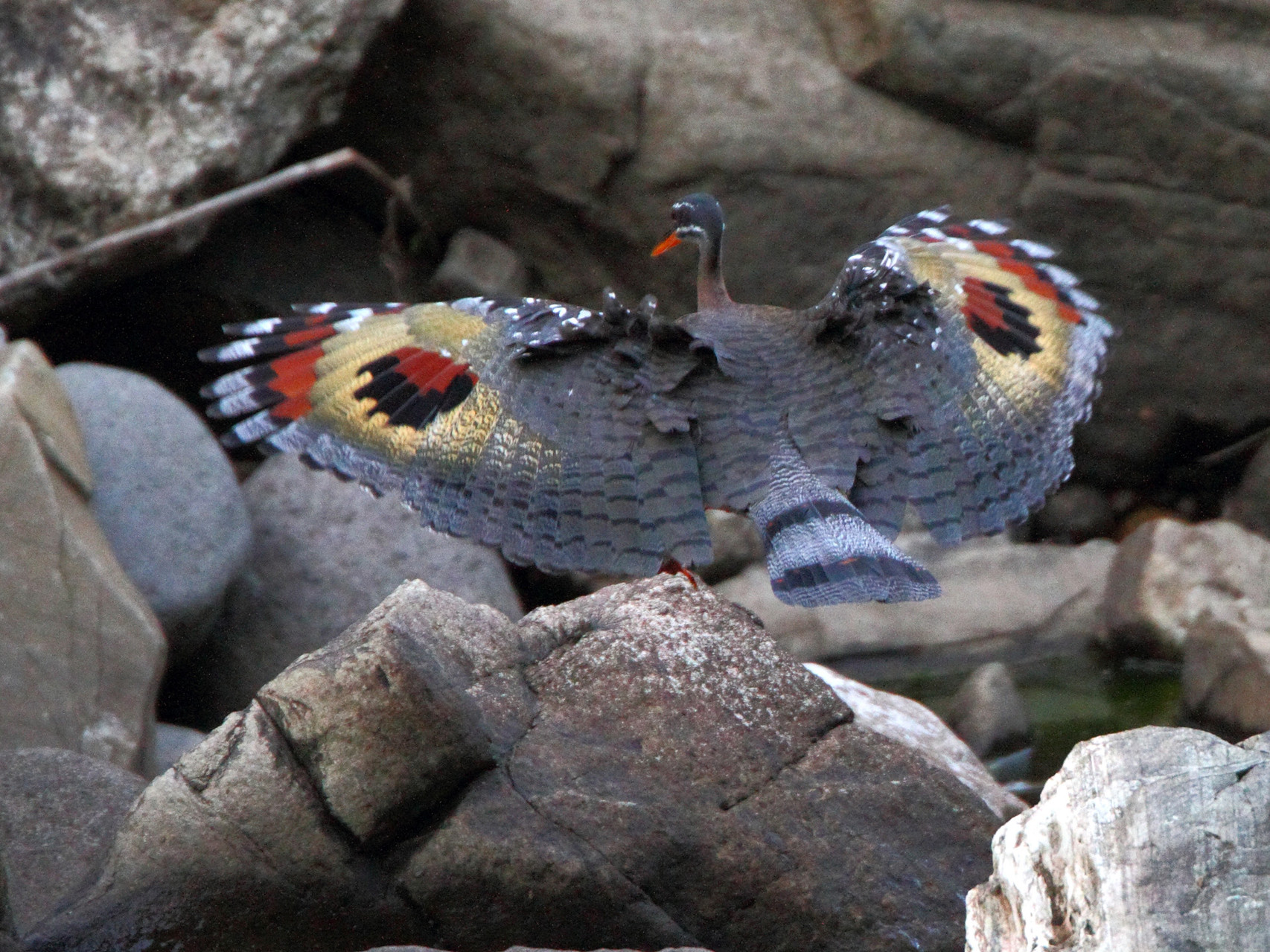 ...entdeckt Ersel unseren Wunschvogel, die Sonnenralle (Sun Bittern)