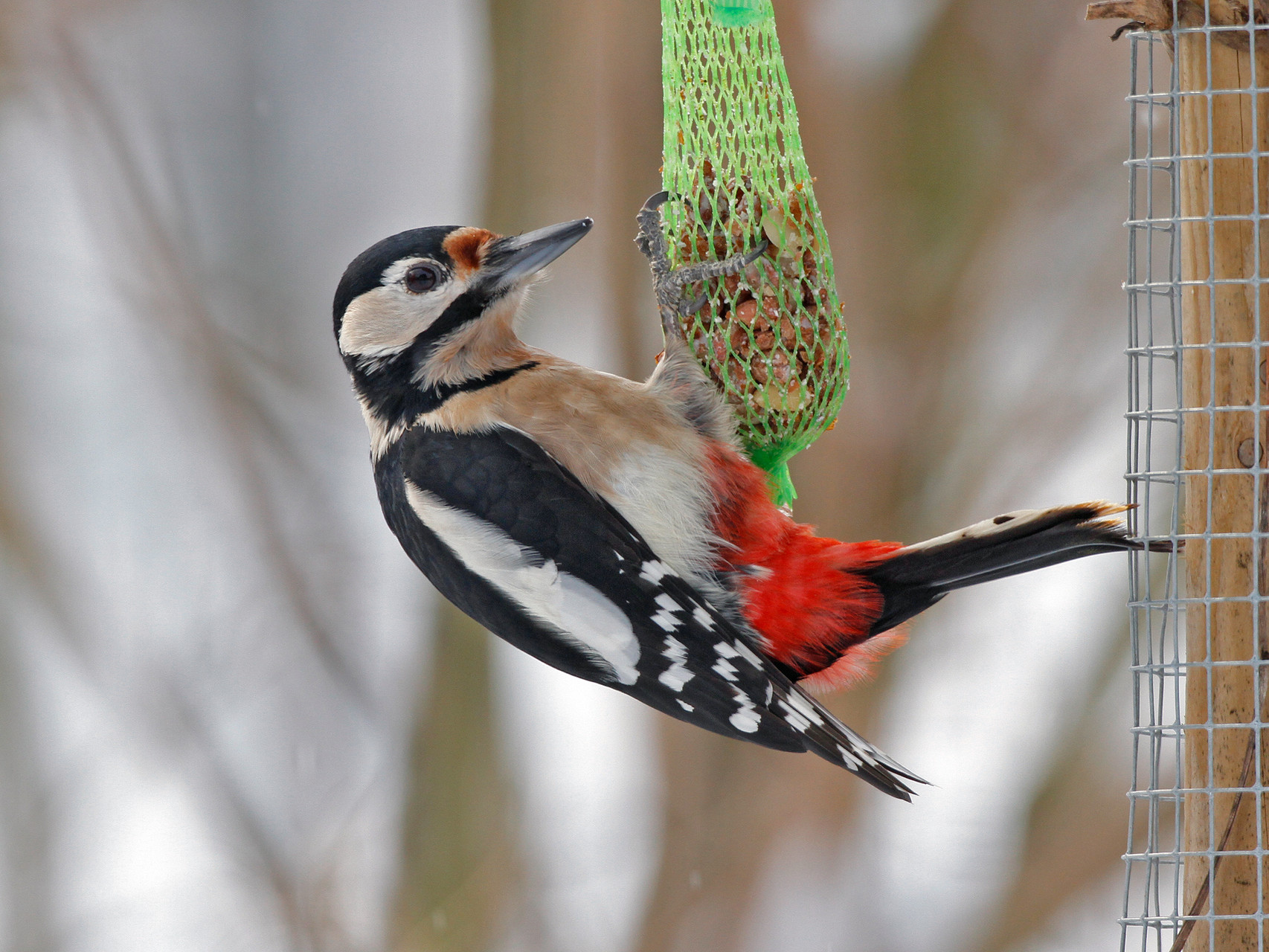 ... und an Winterfütterungsplätze, hier in unserem Garten.