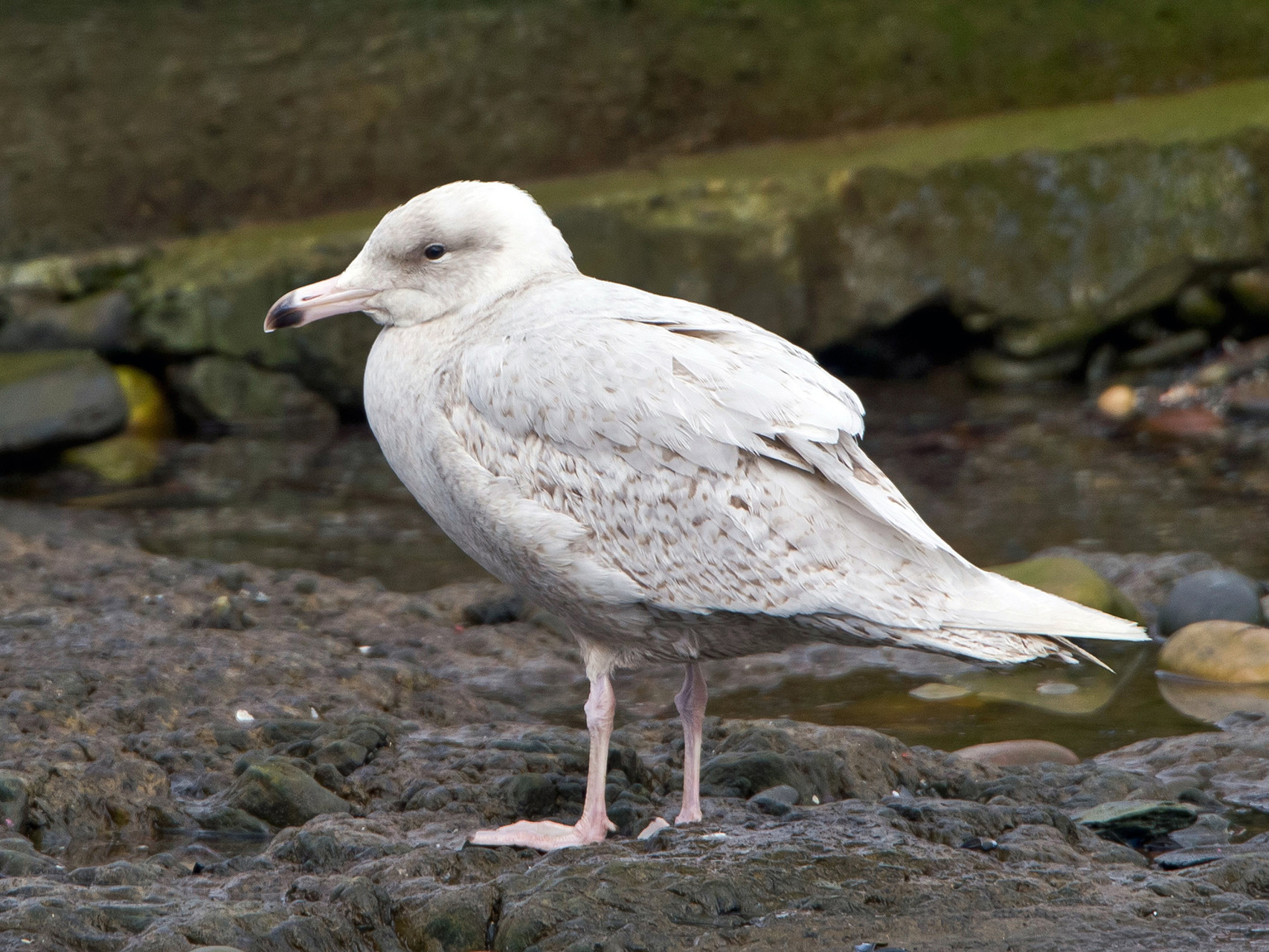 ...sowie eine juvenile Eismöwe, für uns eine weitere Erstbeobachtung...
