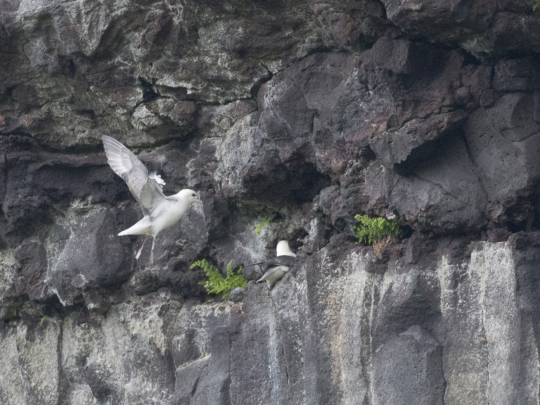 An den Steilwänden brüten hier Eissturmvögel, eine Art die sonst eher ...