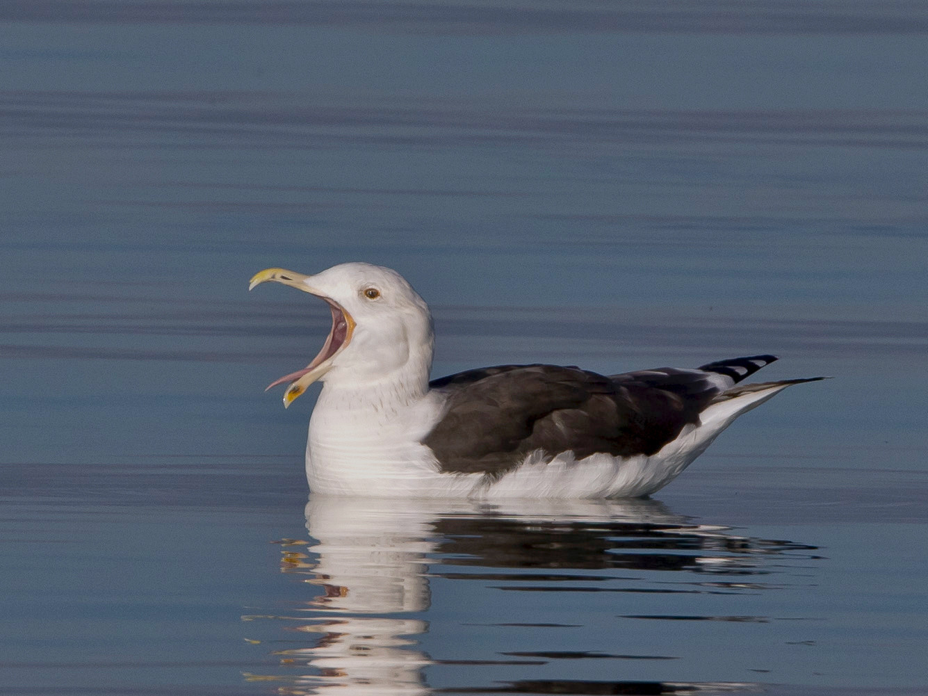 Mantelmöwe (Larus marinus), Portalban