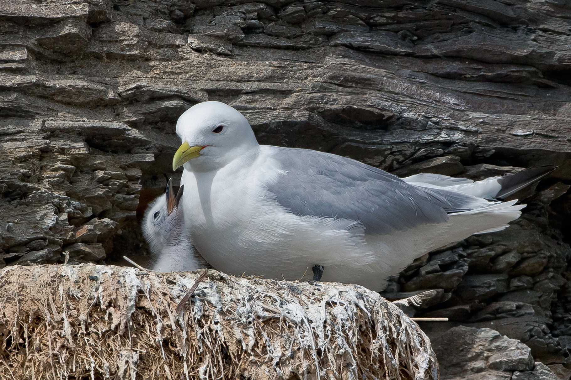 Dreizehenmöwe mit Küken im Nest 