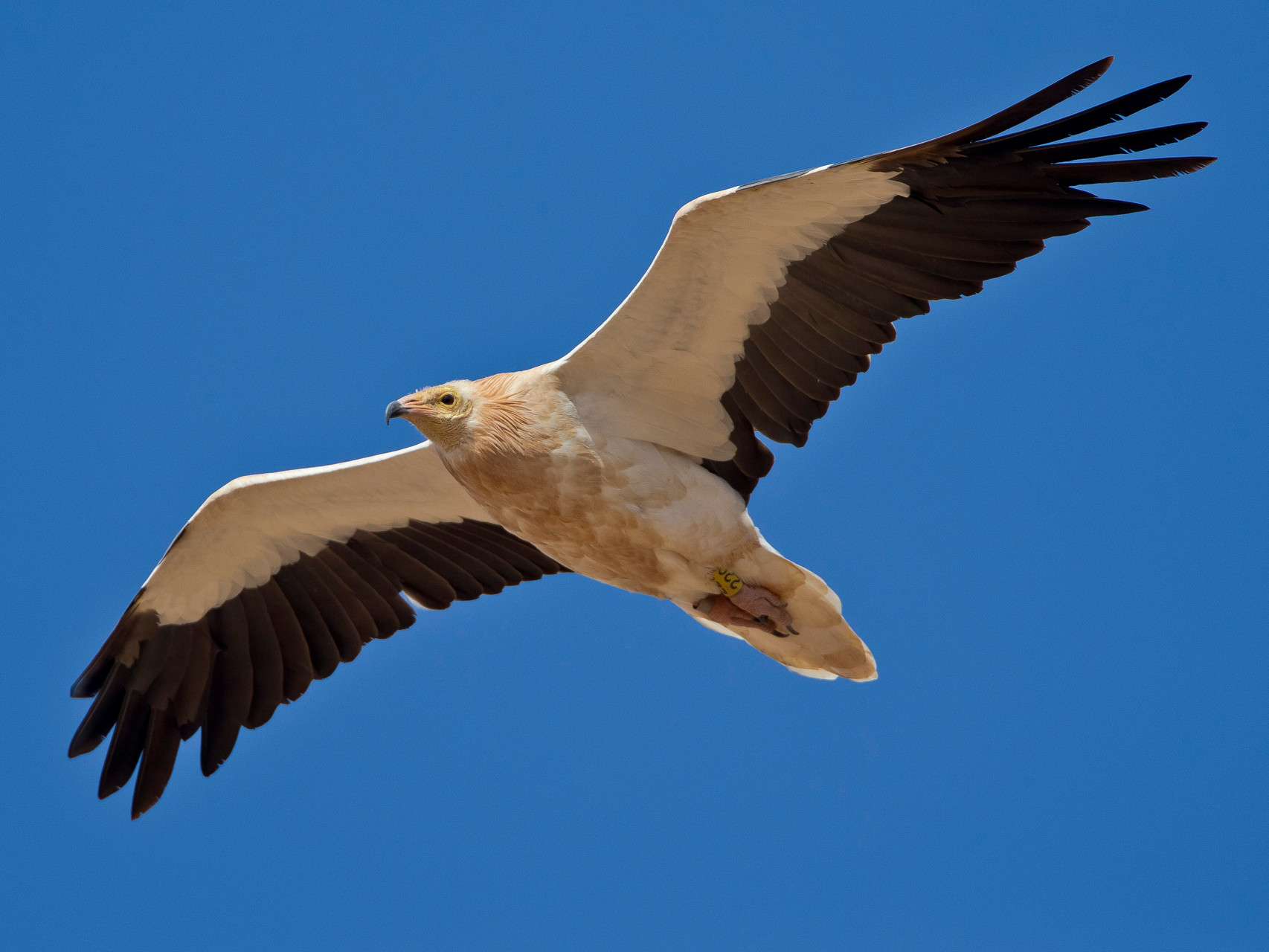 Schmutzgeier, Fuerteventura, Spanien