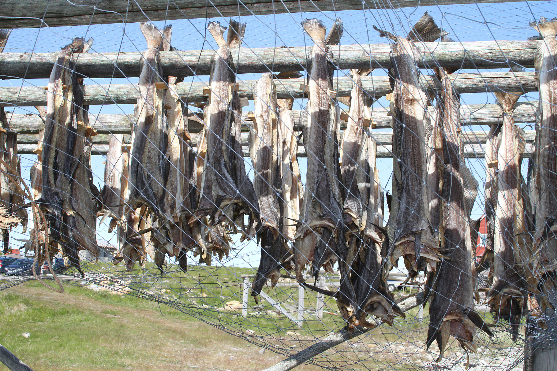 Überall entlang der Küste werden Stockfische in speziellen Gestellen luftgetrocknet
