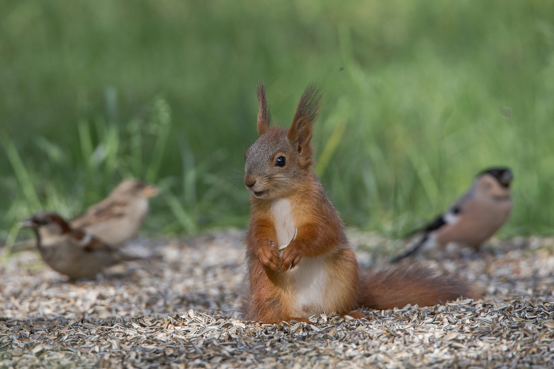 ...auch regelmässig ein Eichhörnchen ein