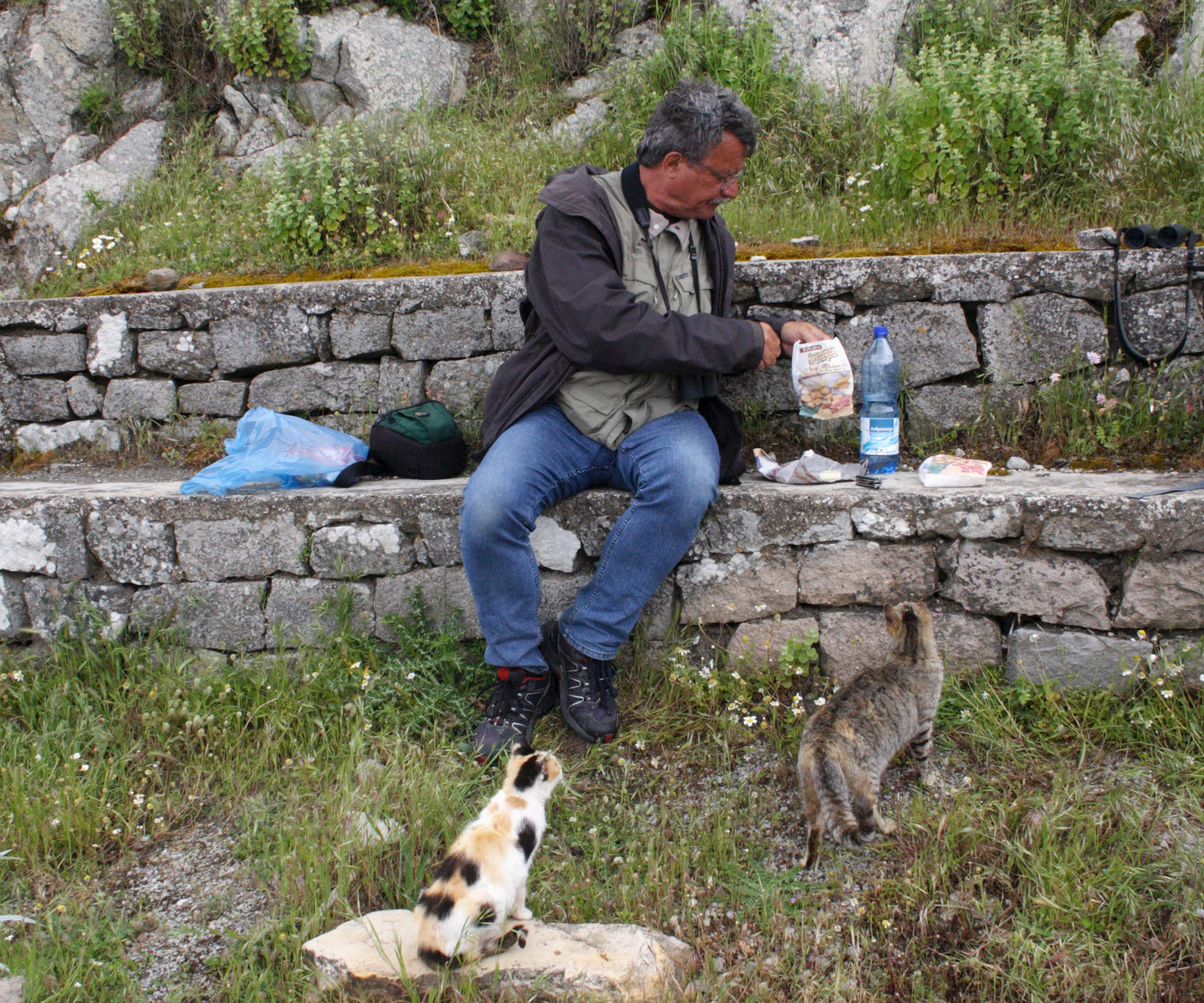 Beim Picknick auf Ipsilou wurden wir von zwei hungrigen Katzen belagert
