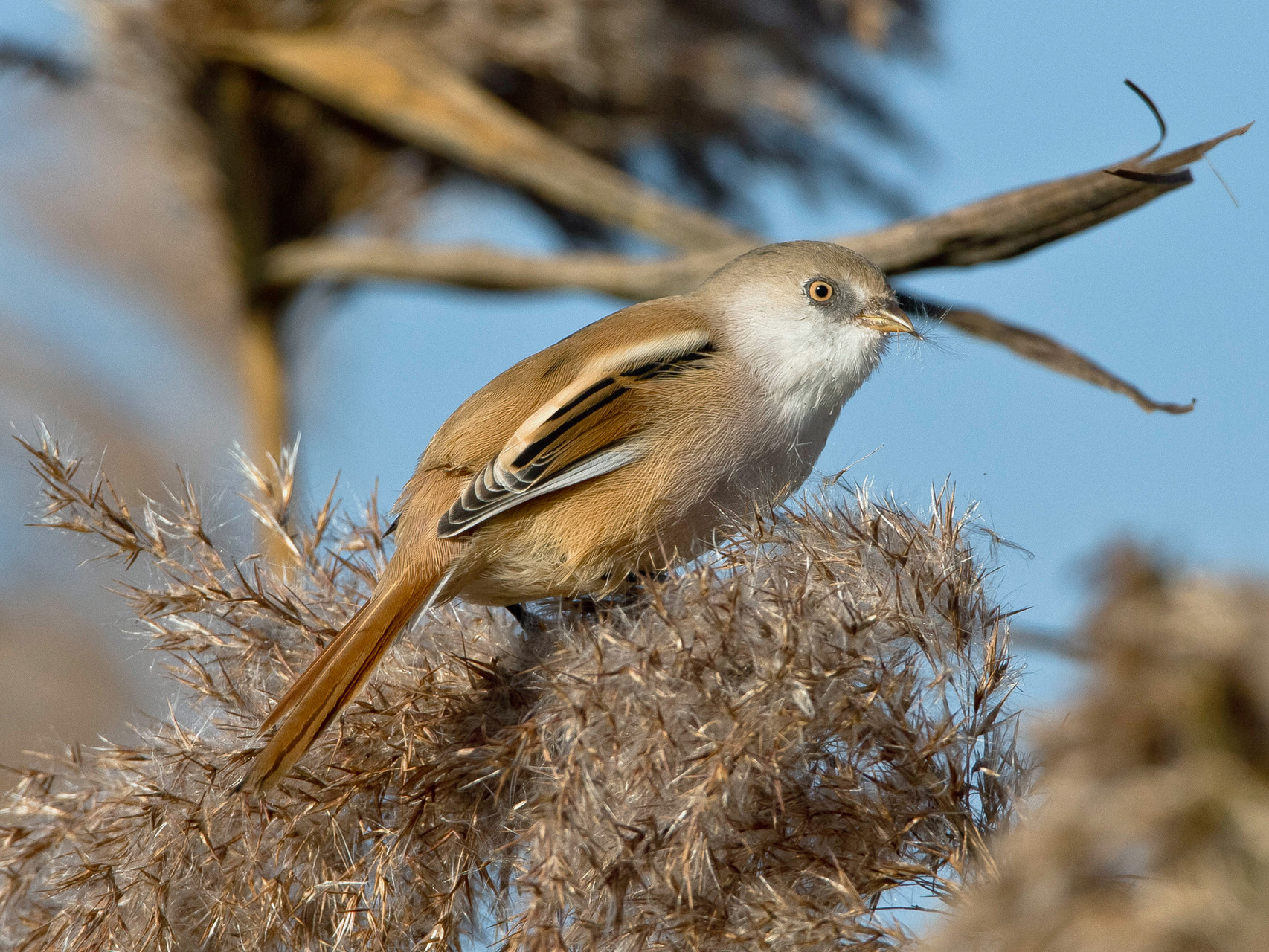 Bartmeise (Panurus biarmicus), Weibchen