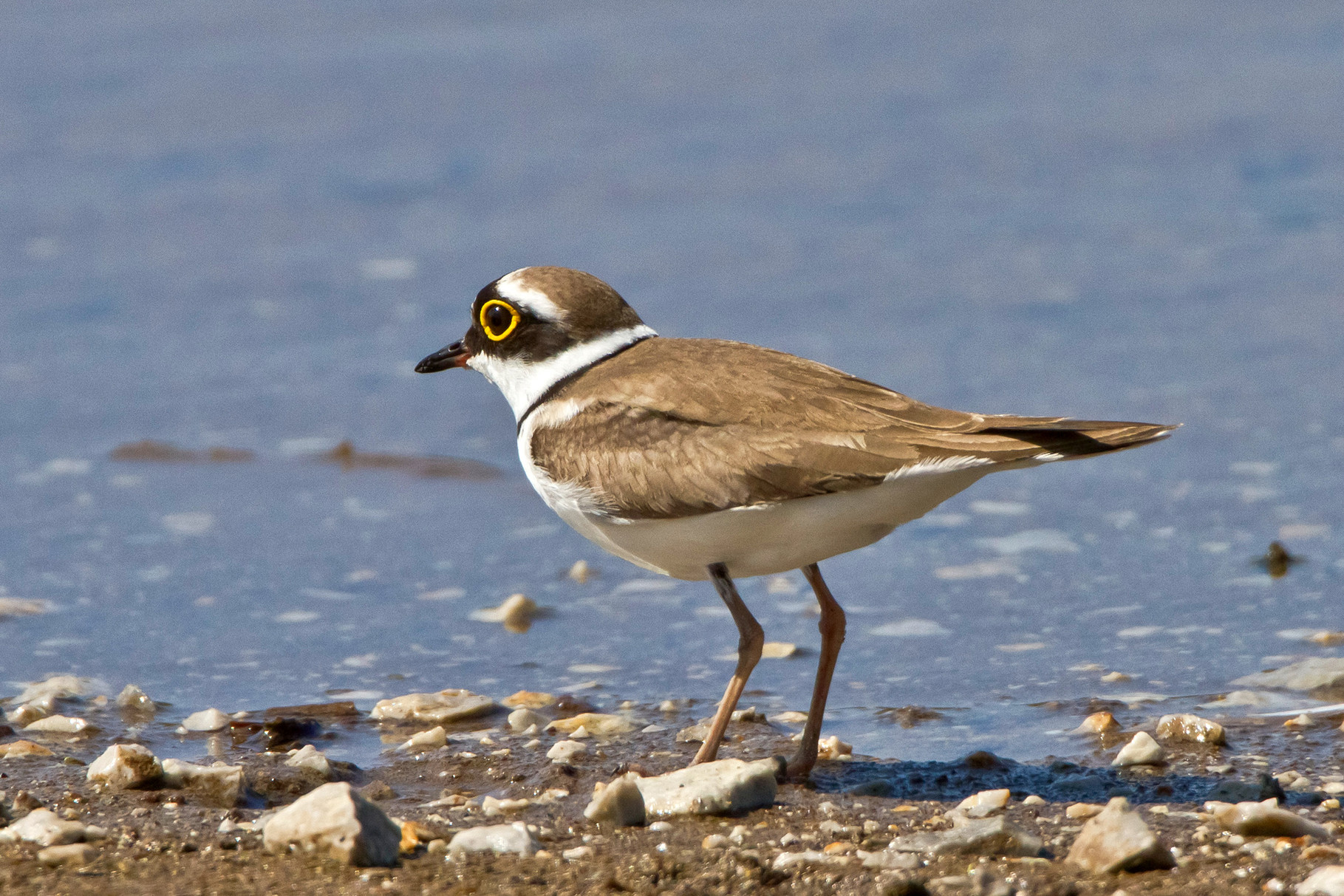 Ein Flussregenpfeifer lenkt von seinem Nest ab