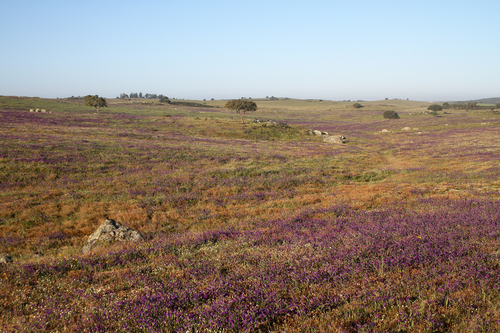 Die Grassteppen-Landschaft um Castro Verde, anfangs April ein Blumenmeer.