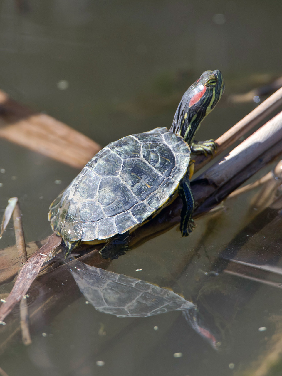 Sumpfschildkröte in Albufera