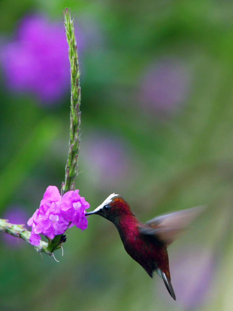 Eine der begehrtesten Kolibri-Arten ist die Schneekappe