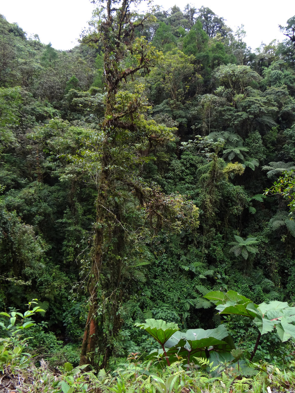 Der Braulio Carillo-Nationalpark bietet dichten Primär-Regenwald...