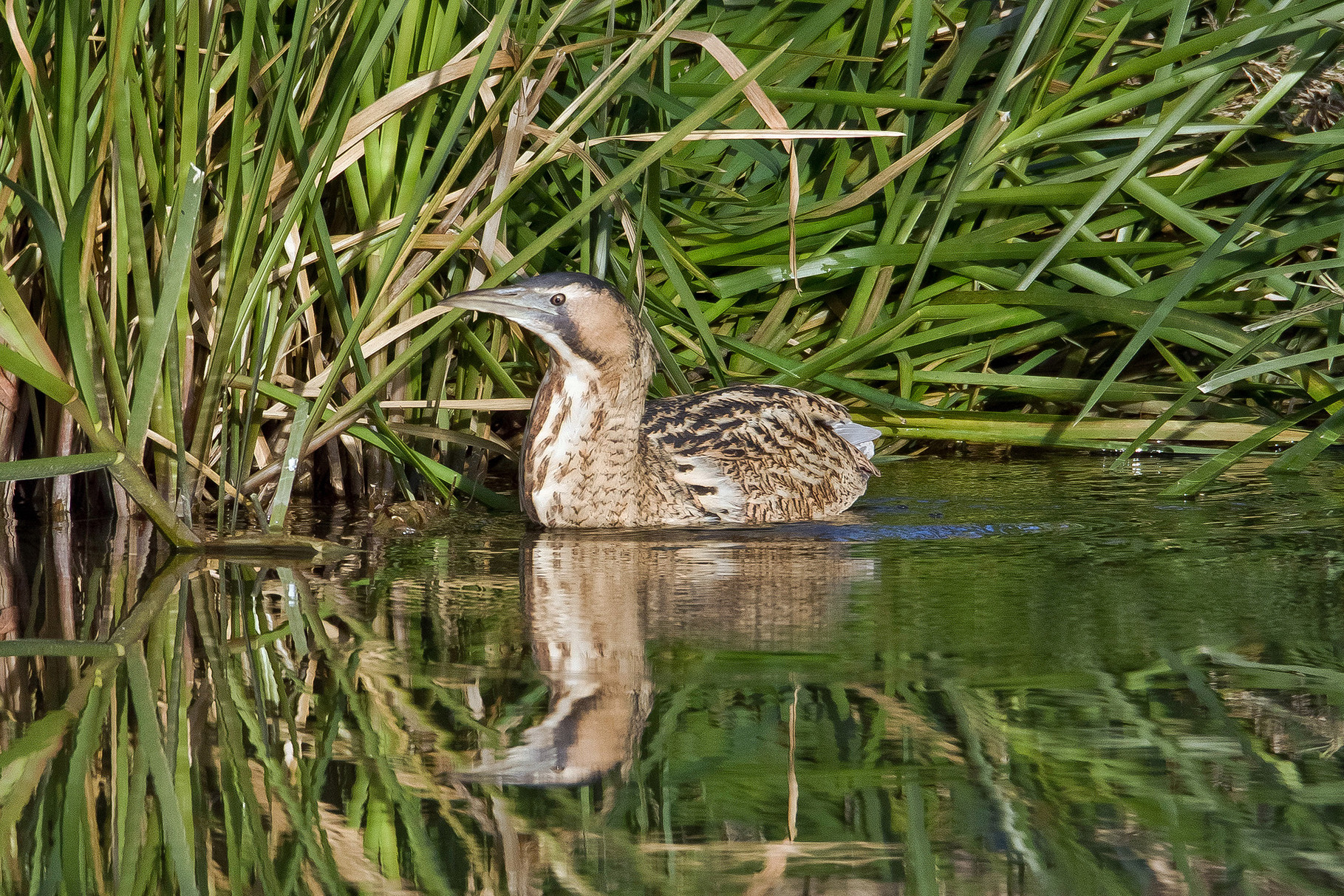 Rohrdommel, Klingnauer Stausee