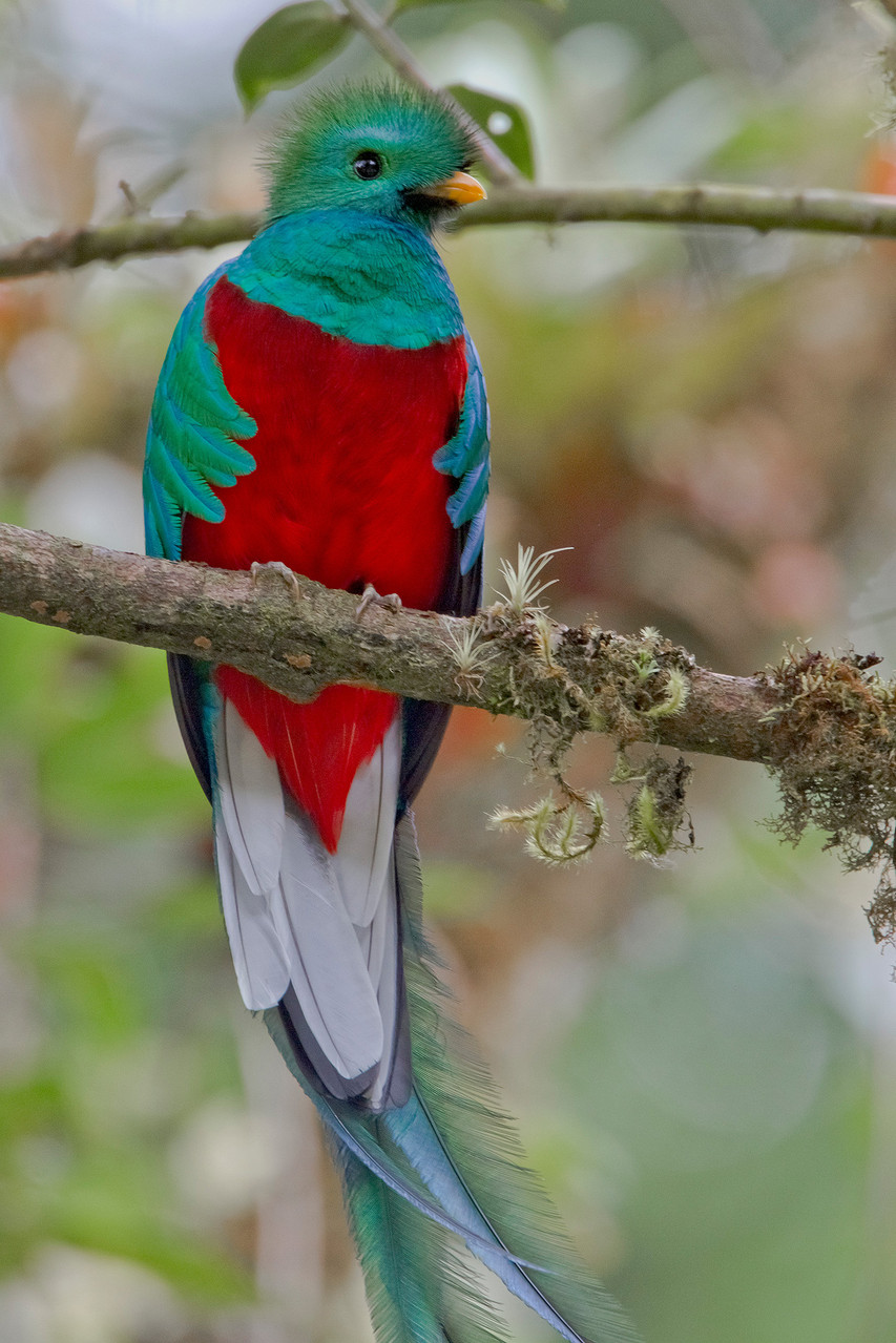 ...ist der Quetzal, der Göttervogel der Inkas