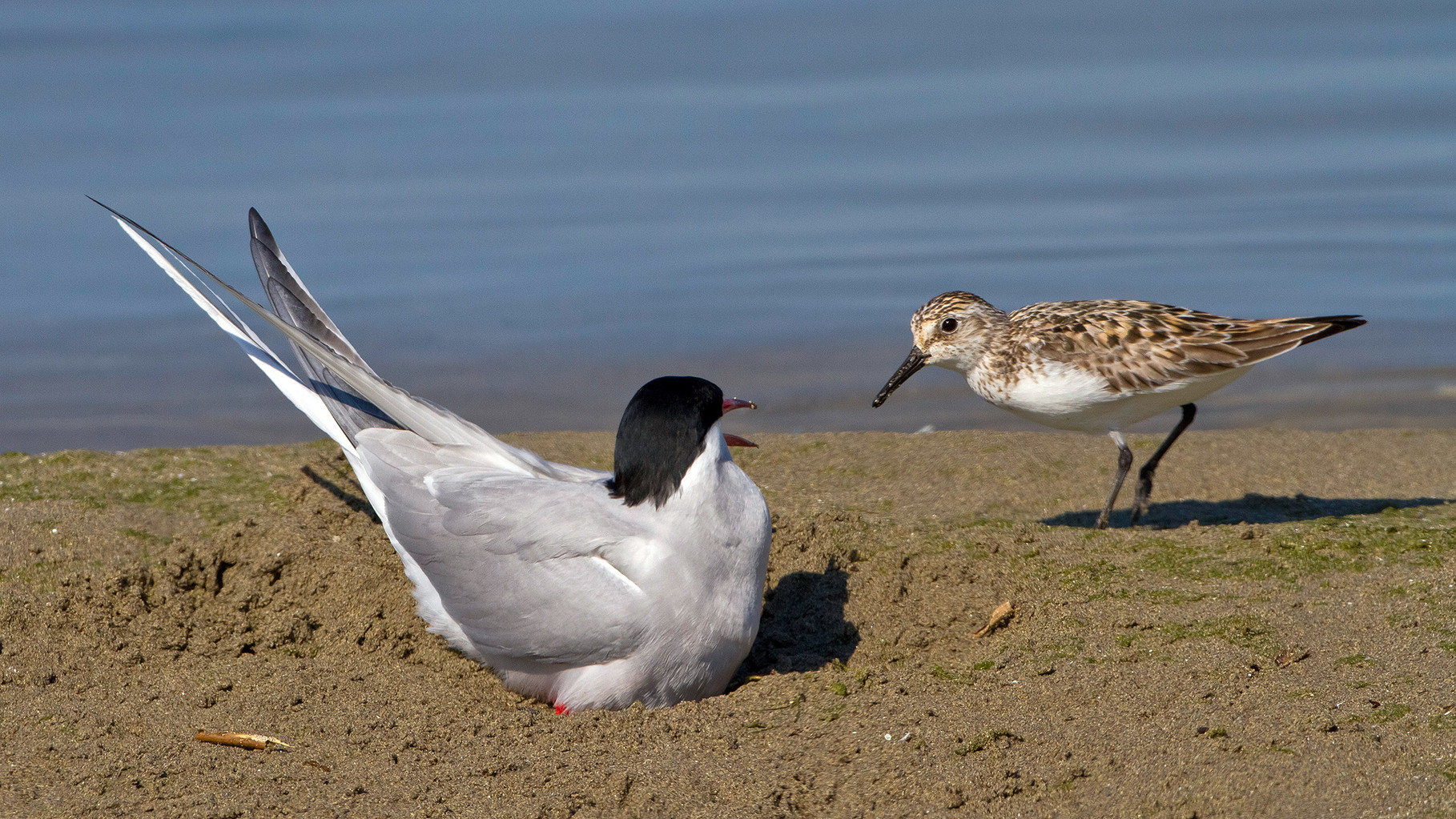 Ein Sanderling ist ebenfalls auf der Sandbank präsent.