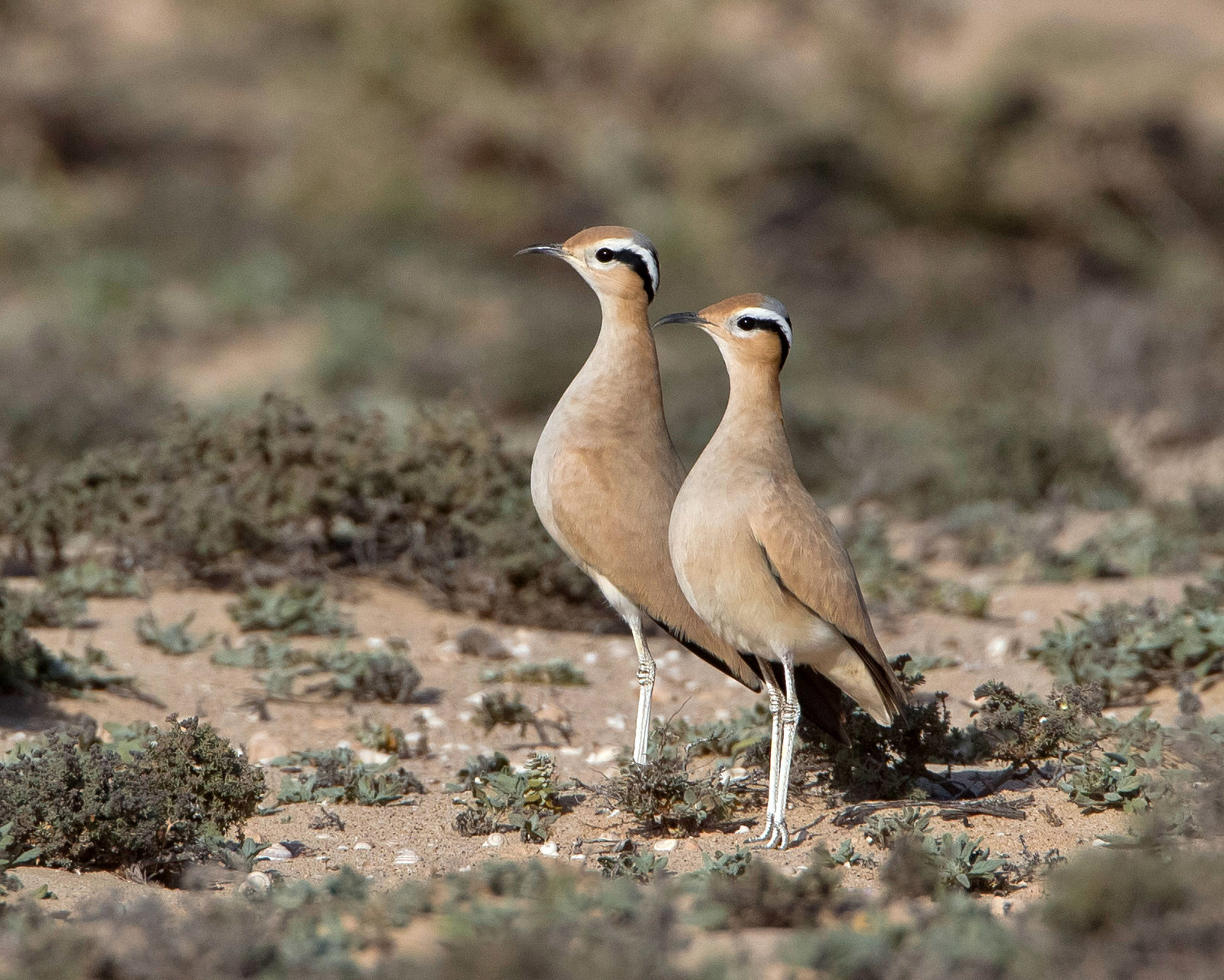 Rennvogel, Fuerteventura, Spanien