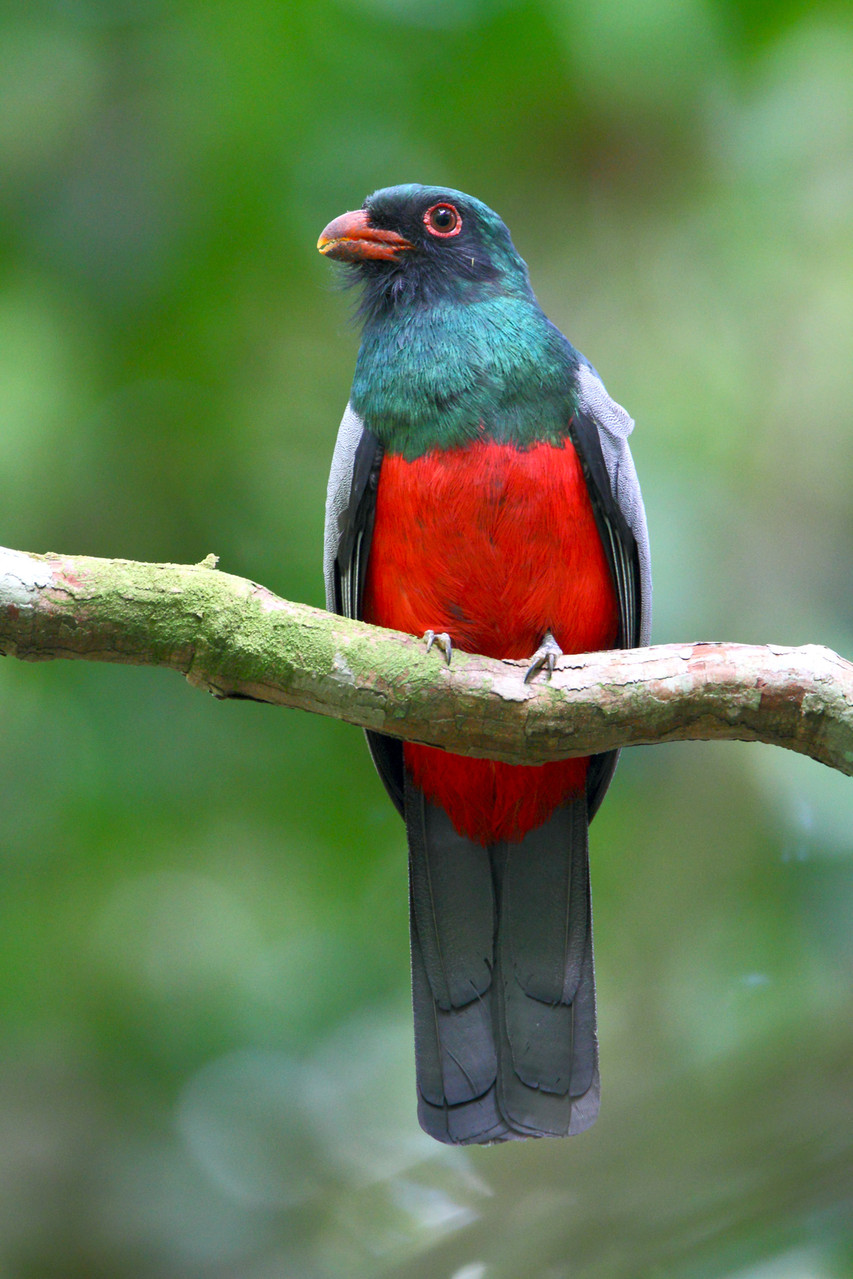 ... Schieferschwanztrogon...