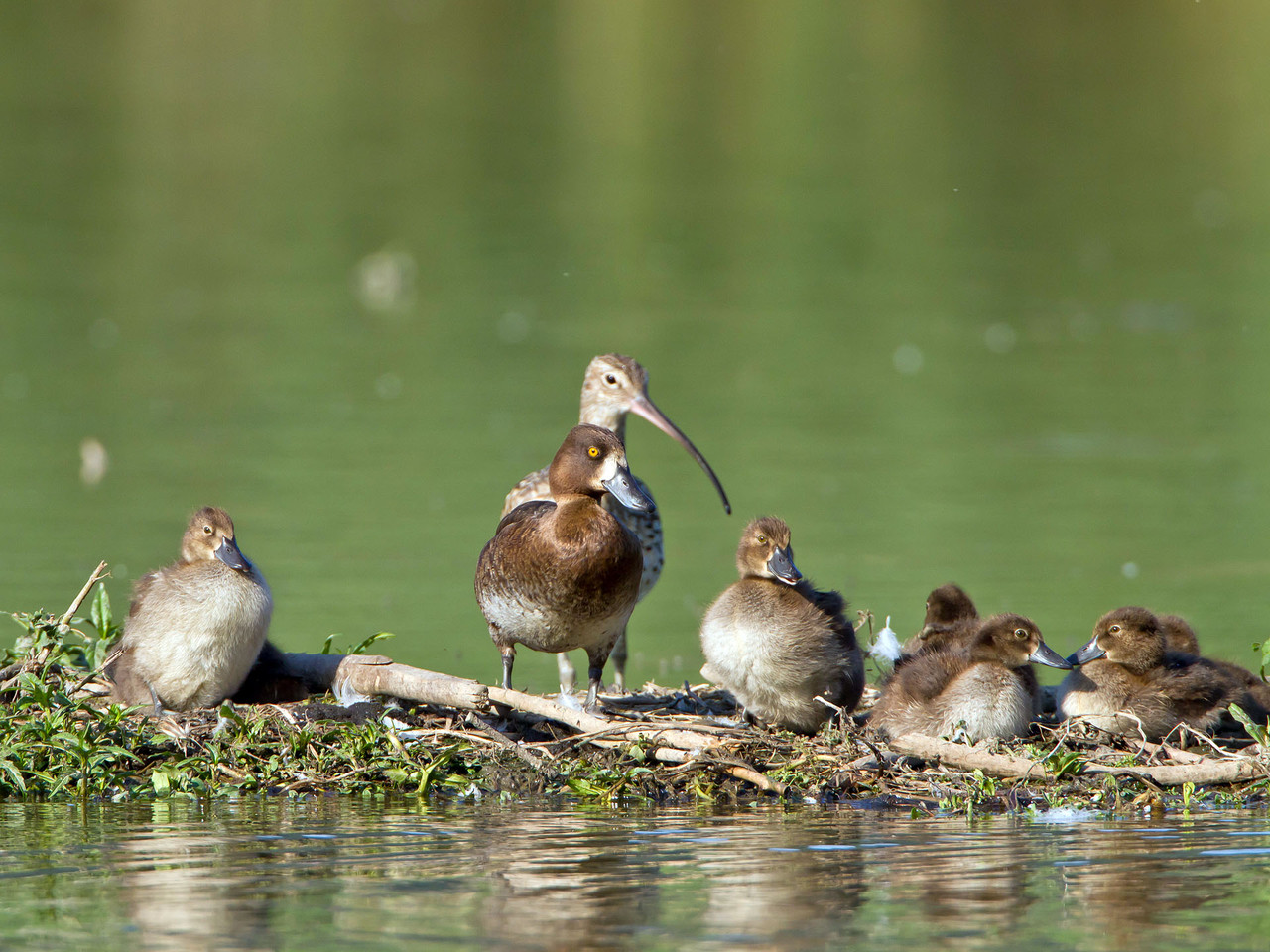 Reiherenten-Familie mit Grossem Brachvogel, Klingnauer Stausee, Schweiz