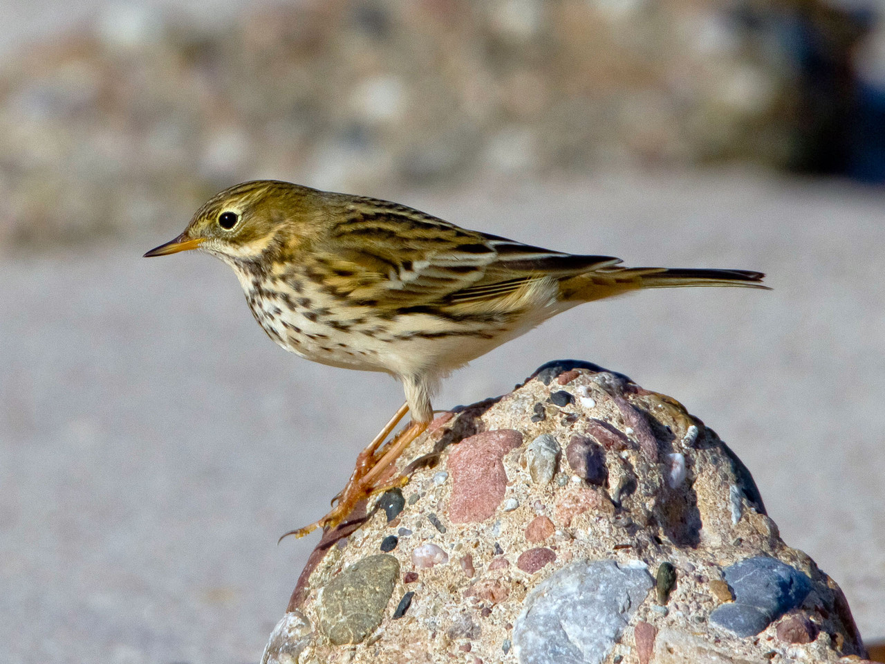 Wiesenpieper